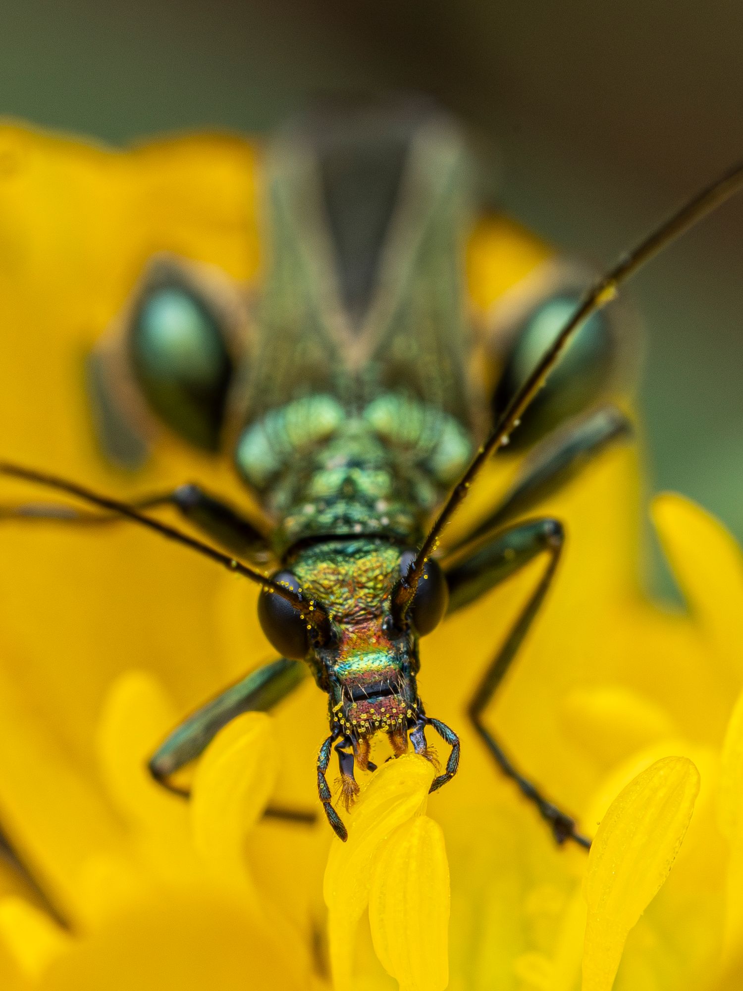 Thick Legged Flower Beetle with pollen in it's face.