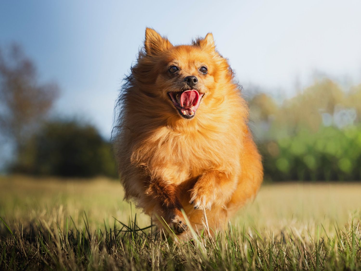 Running Pomeranian mix