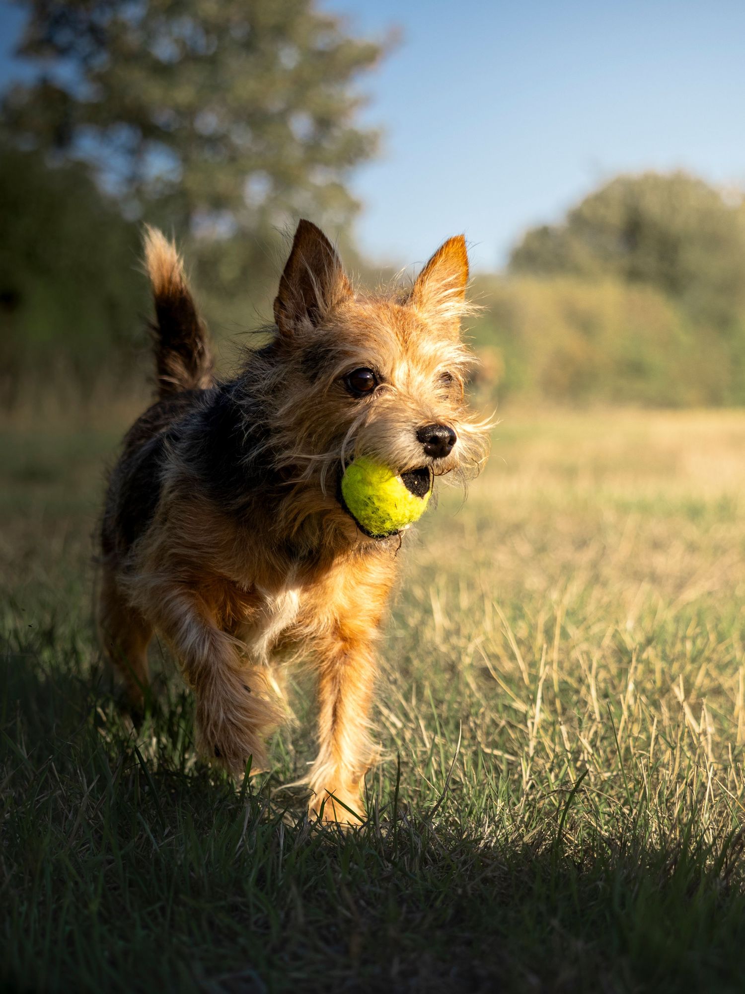 Terrier with tennis ball in mouth