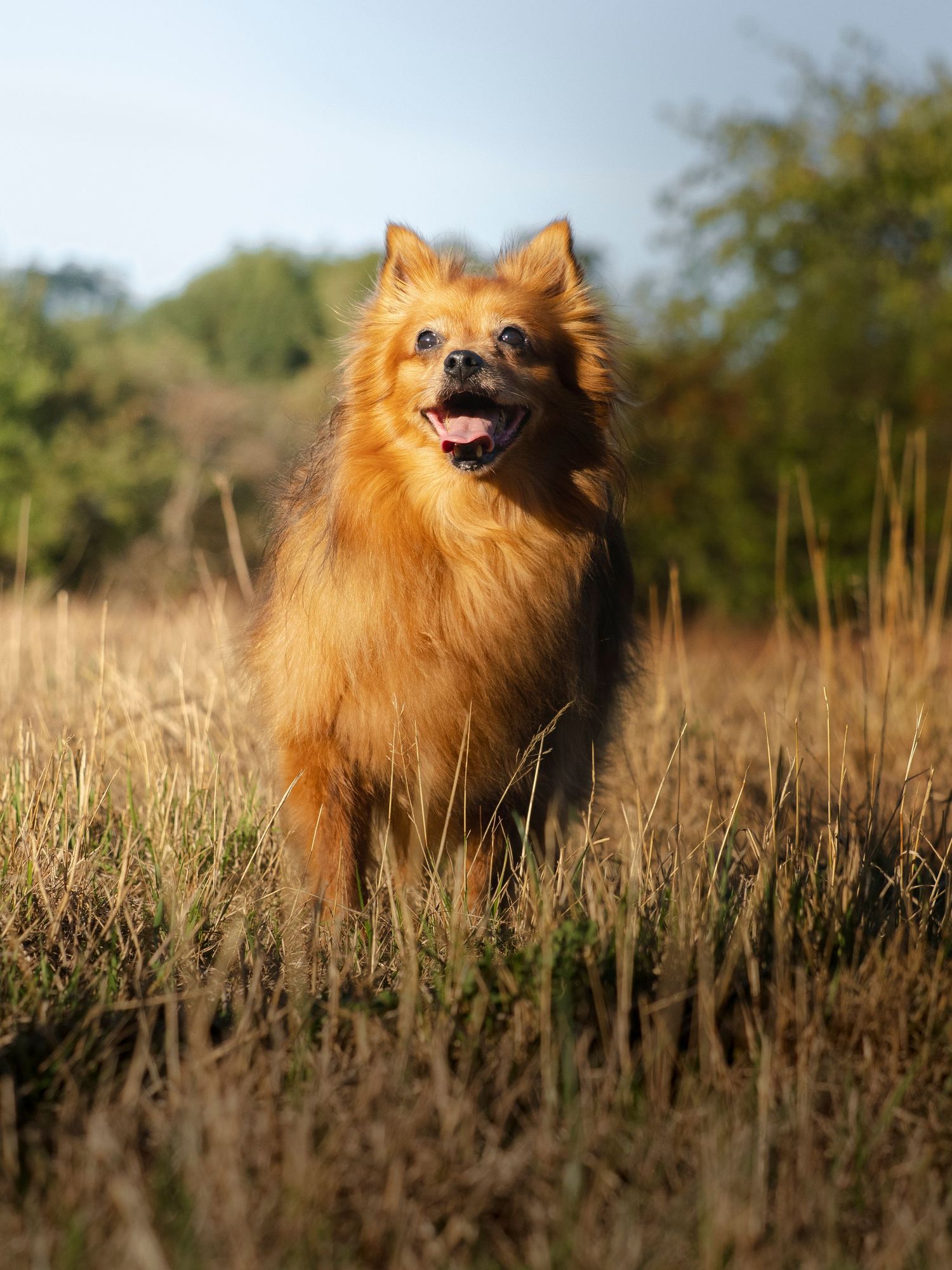 Standing Pomeranian mix