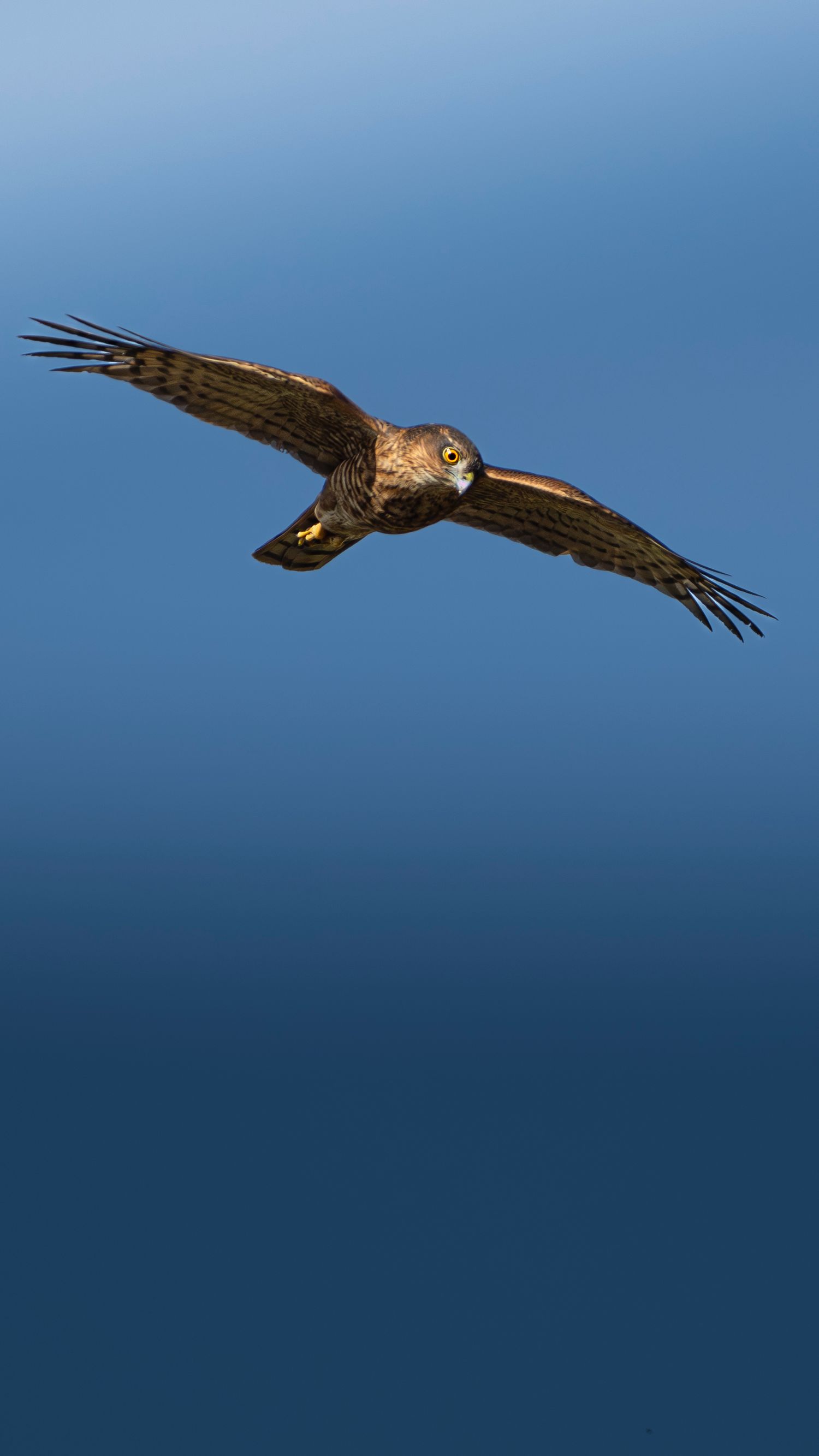 A sparrowhawk in flight with eyes scanning the ground for prey