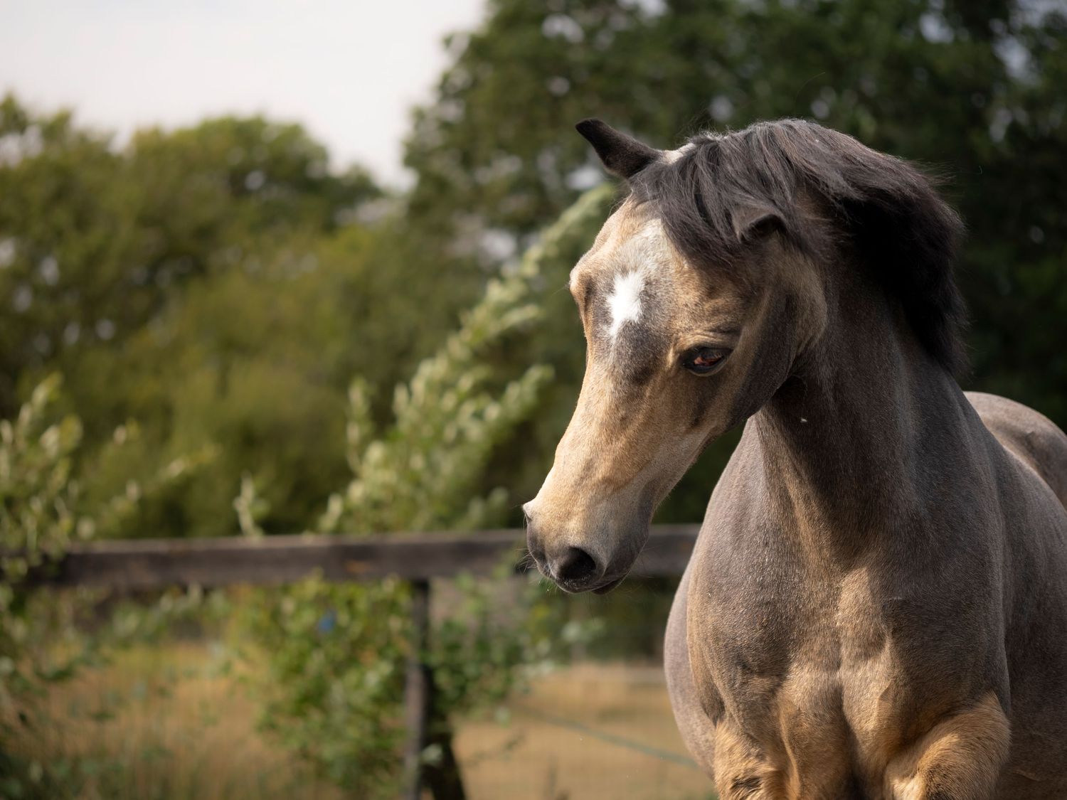 Clients Horse
