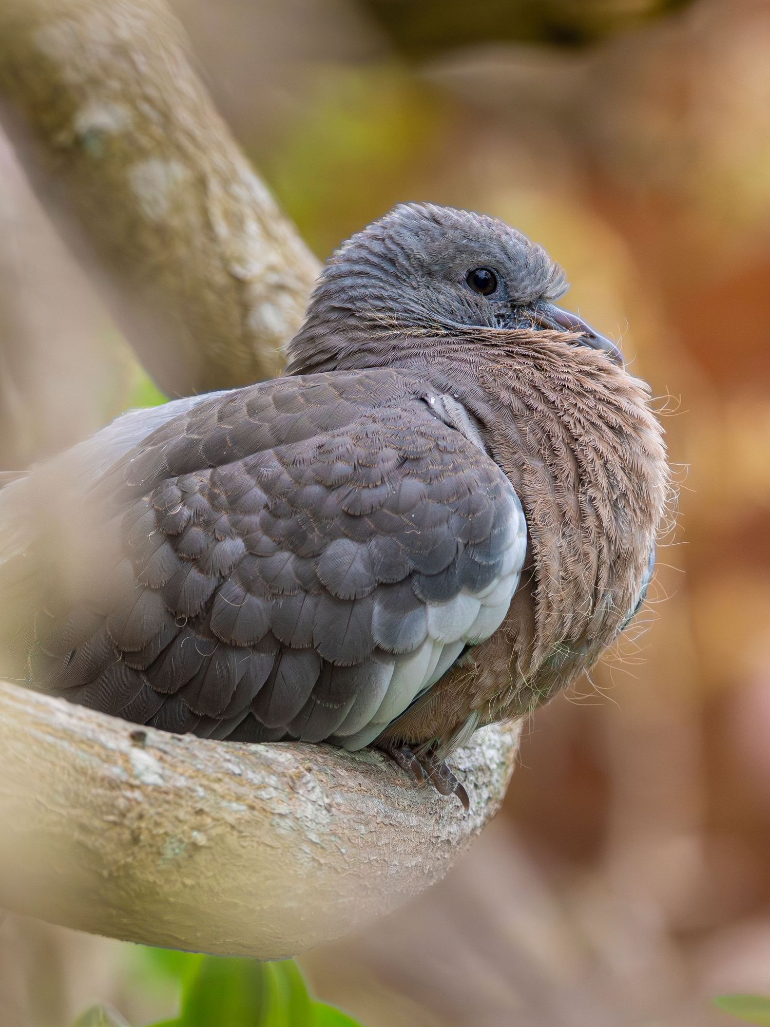 A Juvenile Wood Pigeon sitting comfortably amongst a wisteria tree.