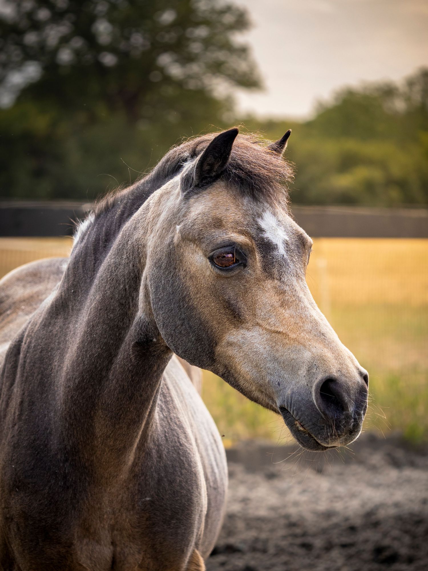 Clients Horse