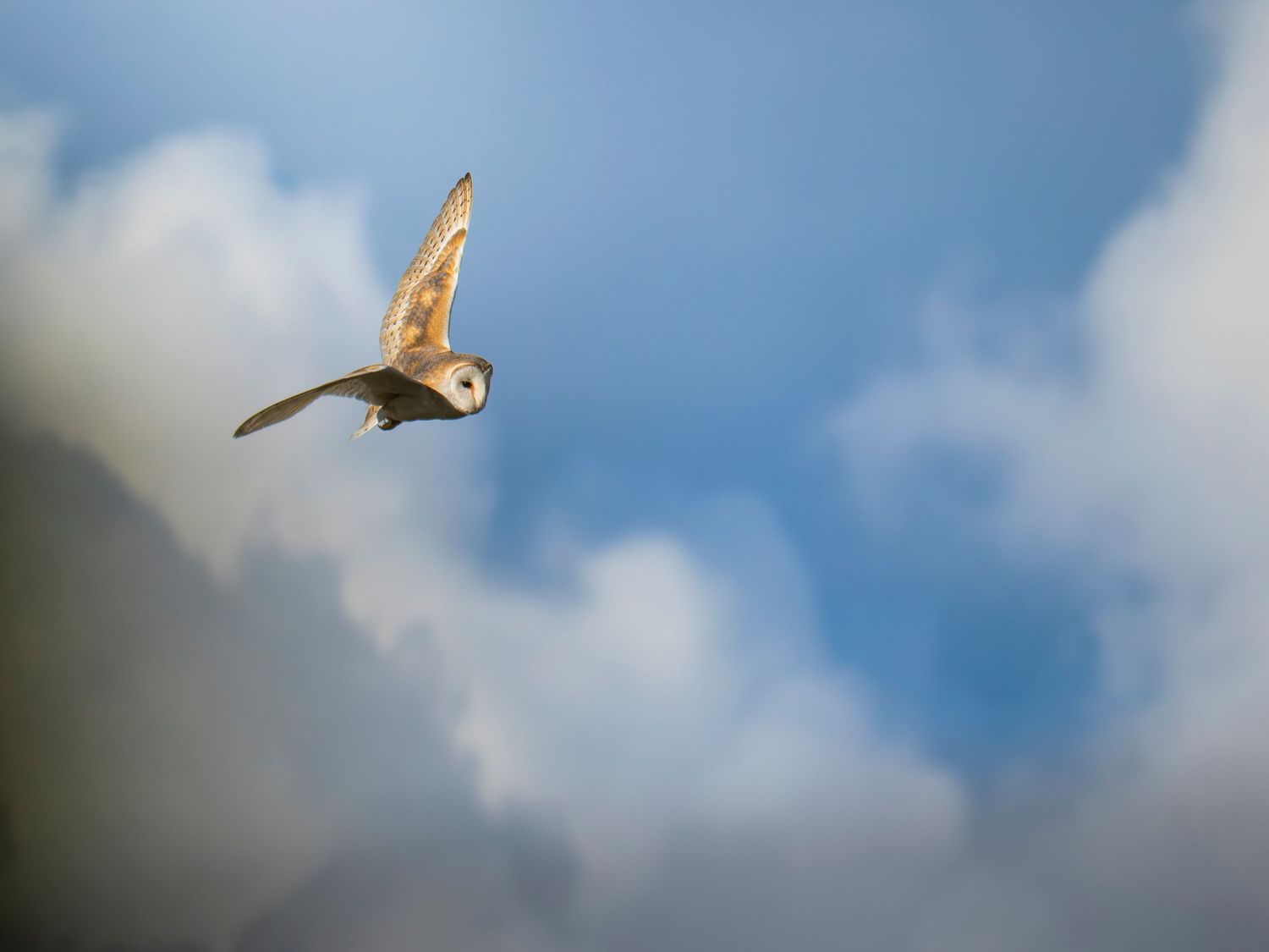 Barn Owl with wings spread soaring through a partially cloudy sky.