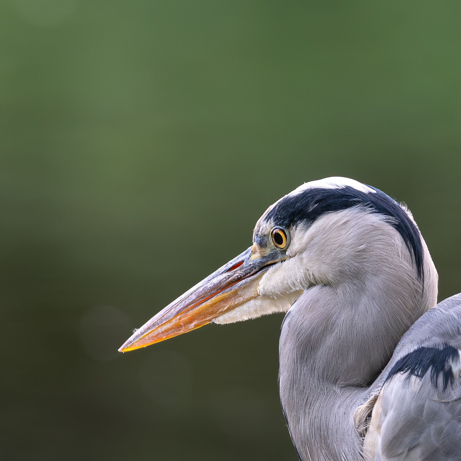 Grey Heron amongst a clean green backdrop