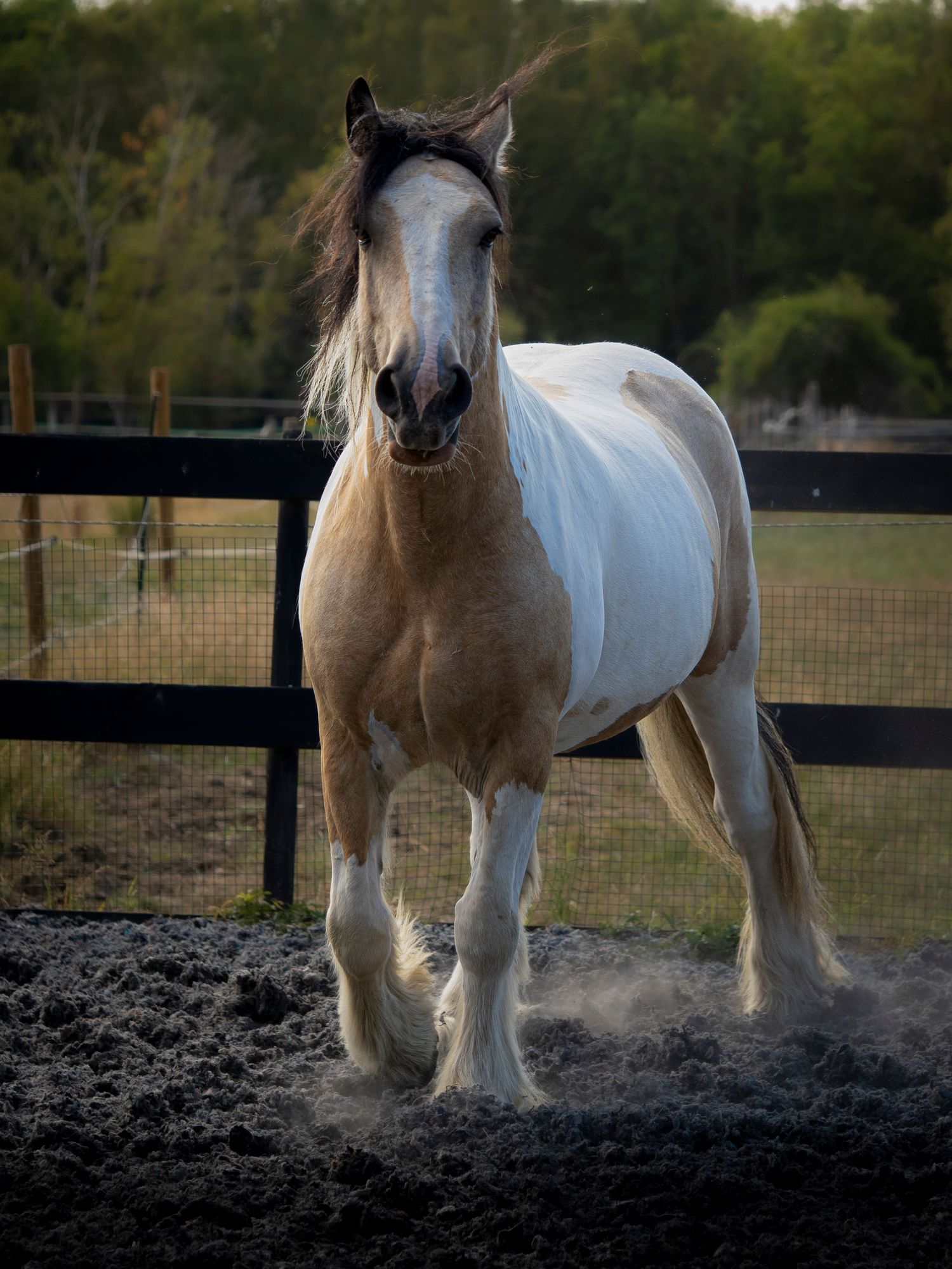 Clients Horse