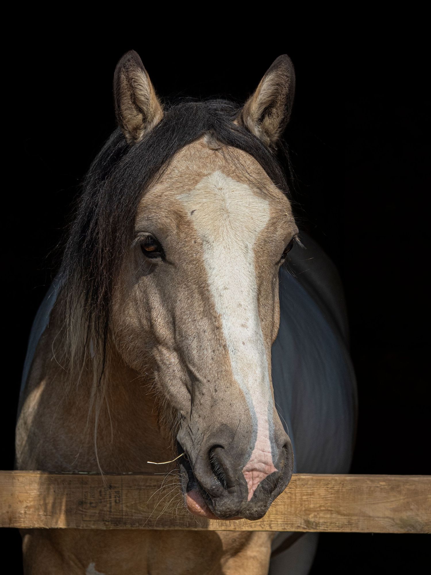 Clients Horse