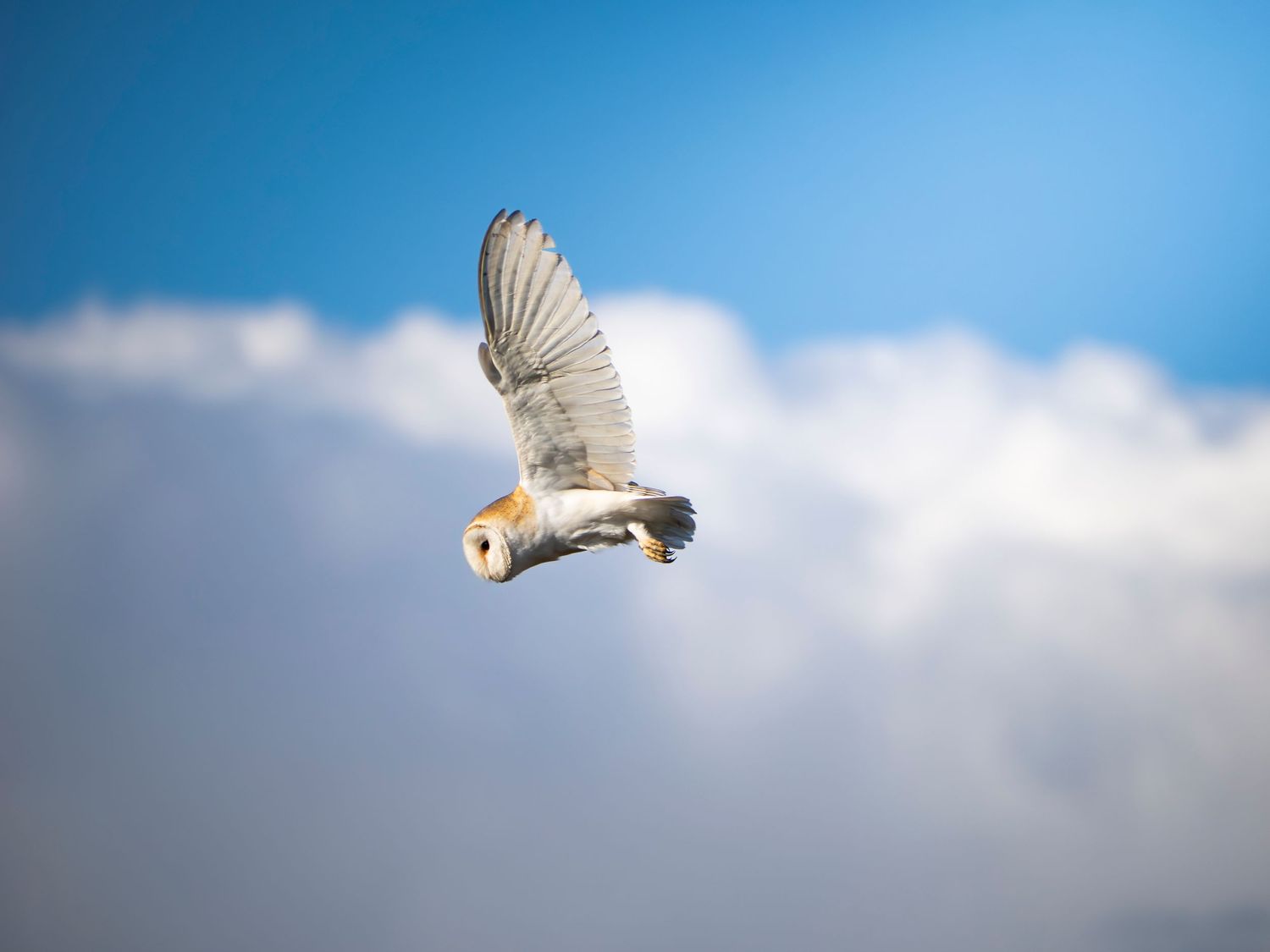 Barn owl with wings at maximum flex flying against a heaven-like background with cloud and blue sky.