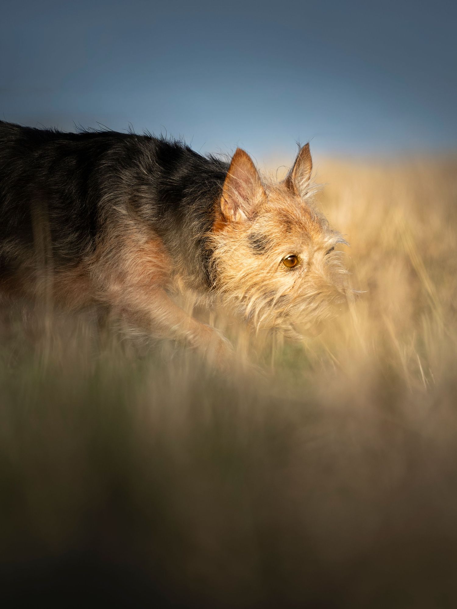 Terrier walking through tall grass