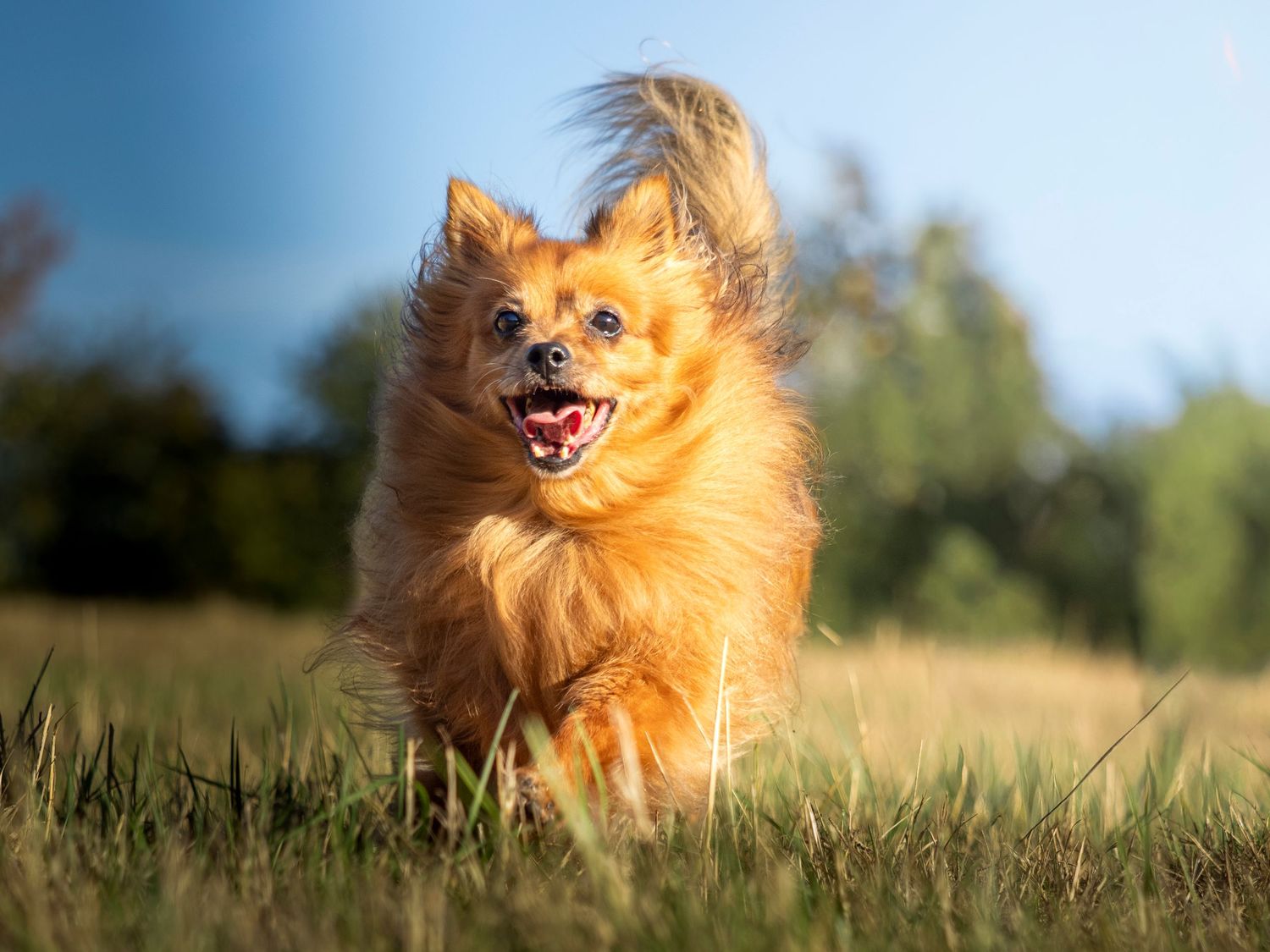 Running Pomeranian mix