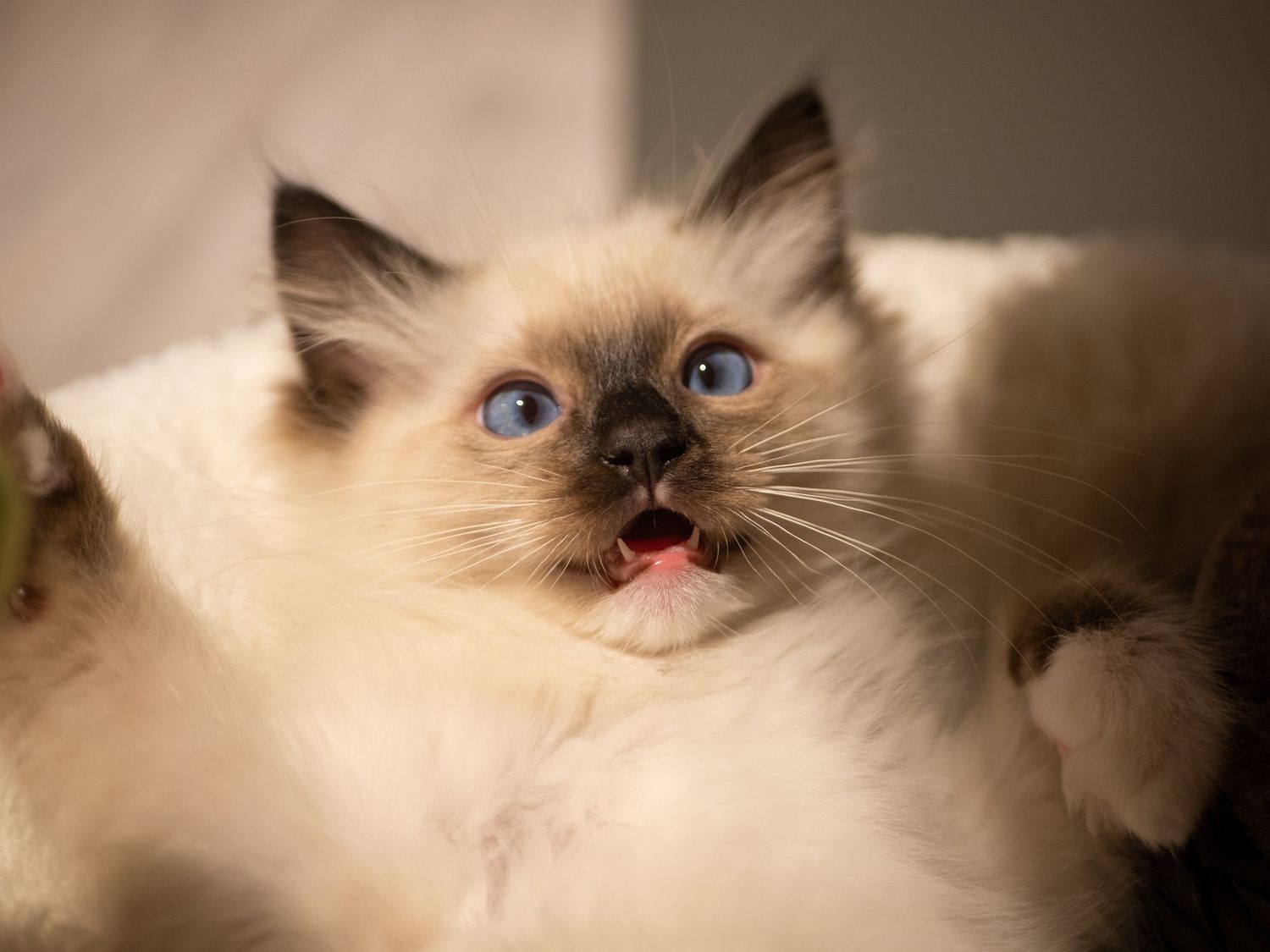 Baby Homer (my cat)