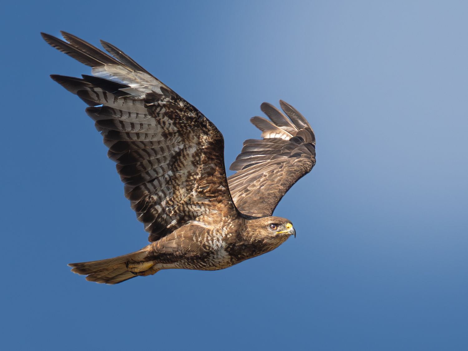 A common buzzard with wings at maximum flex in flight.