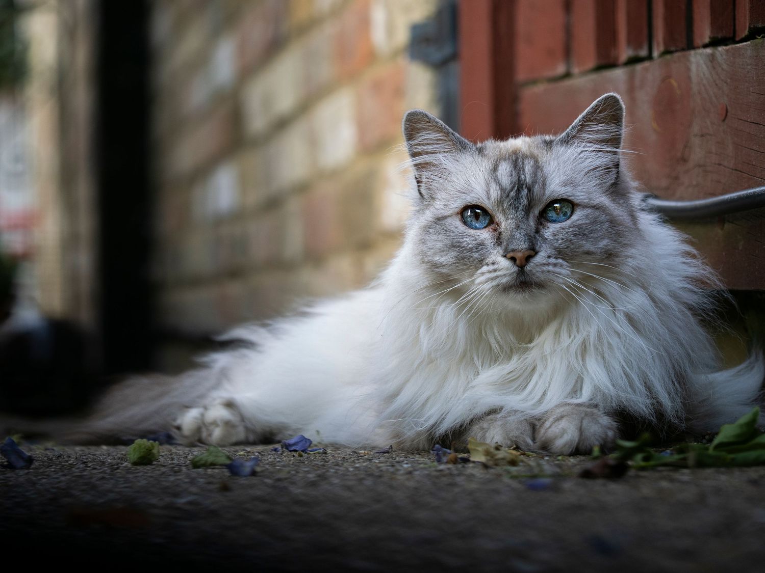 Clients Cat