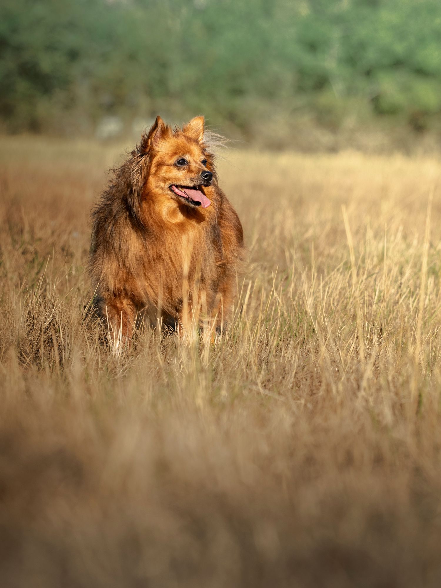 Standing Pomeranian mix