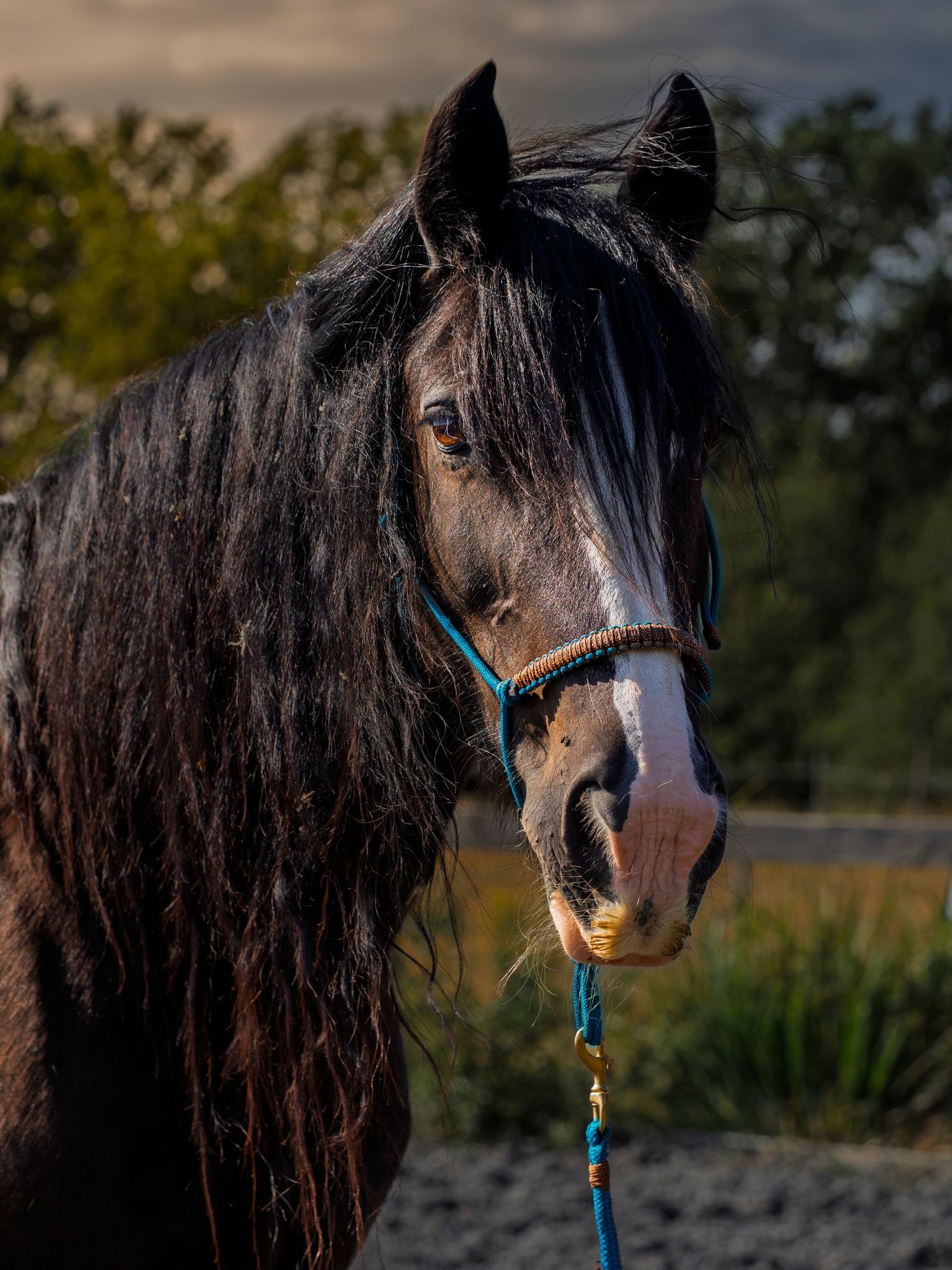 Client Horse Headshot