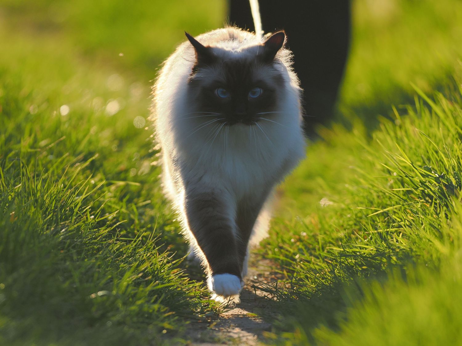 Pet Cat Homer On A Walk Backlit