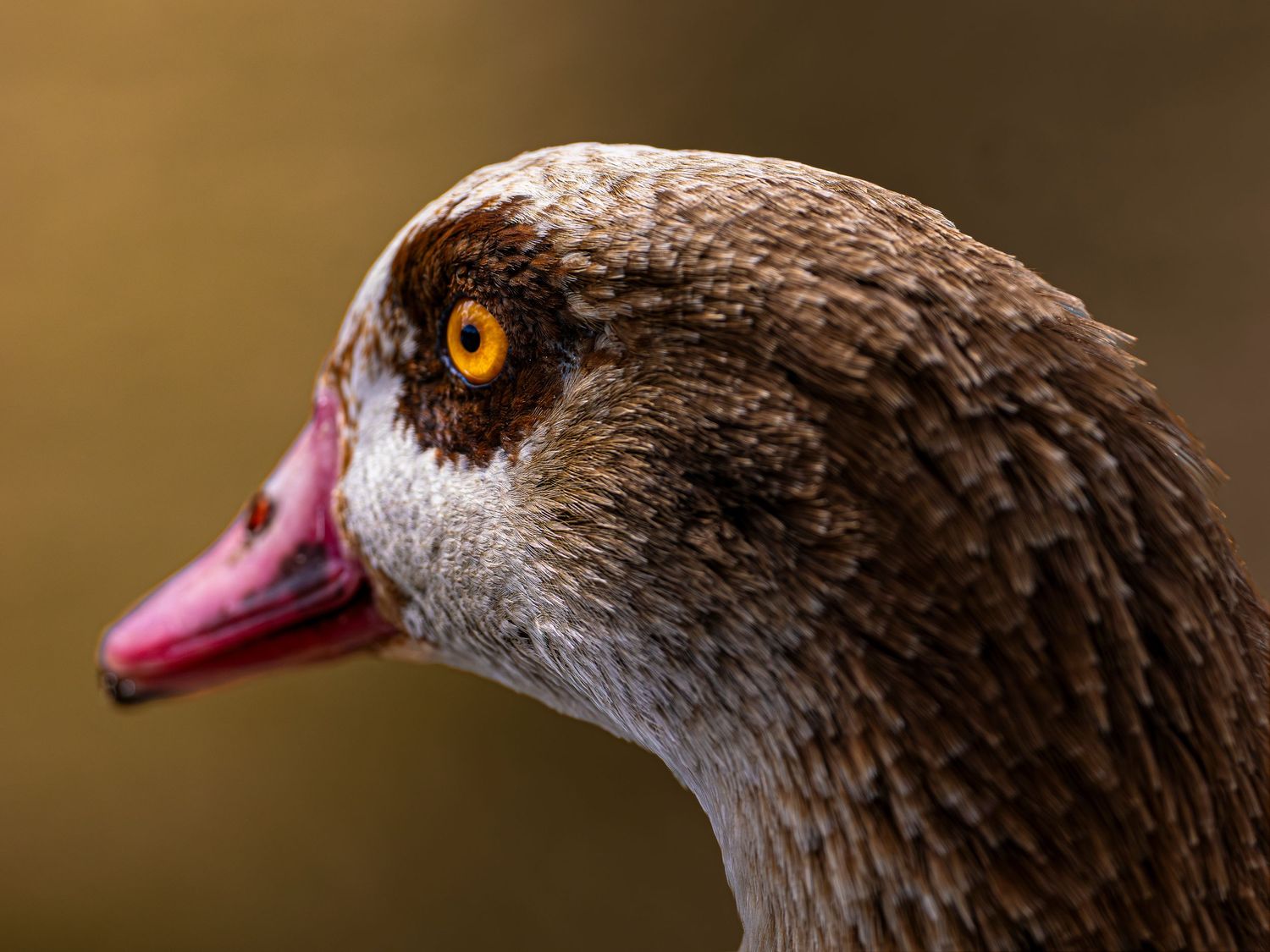 Close up face of Egyptian Goose