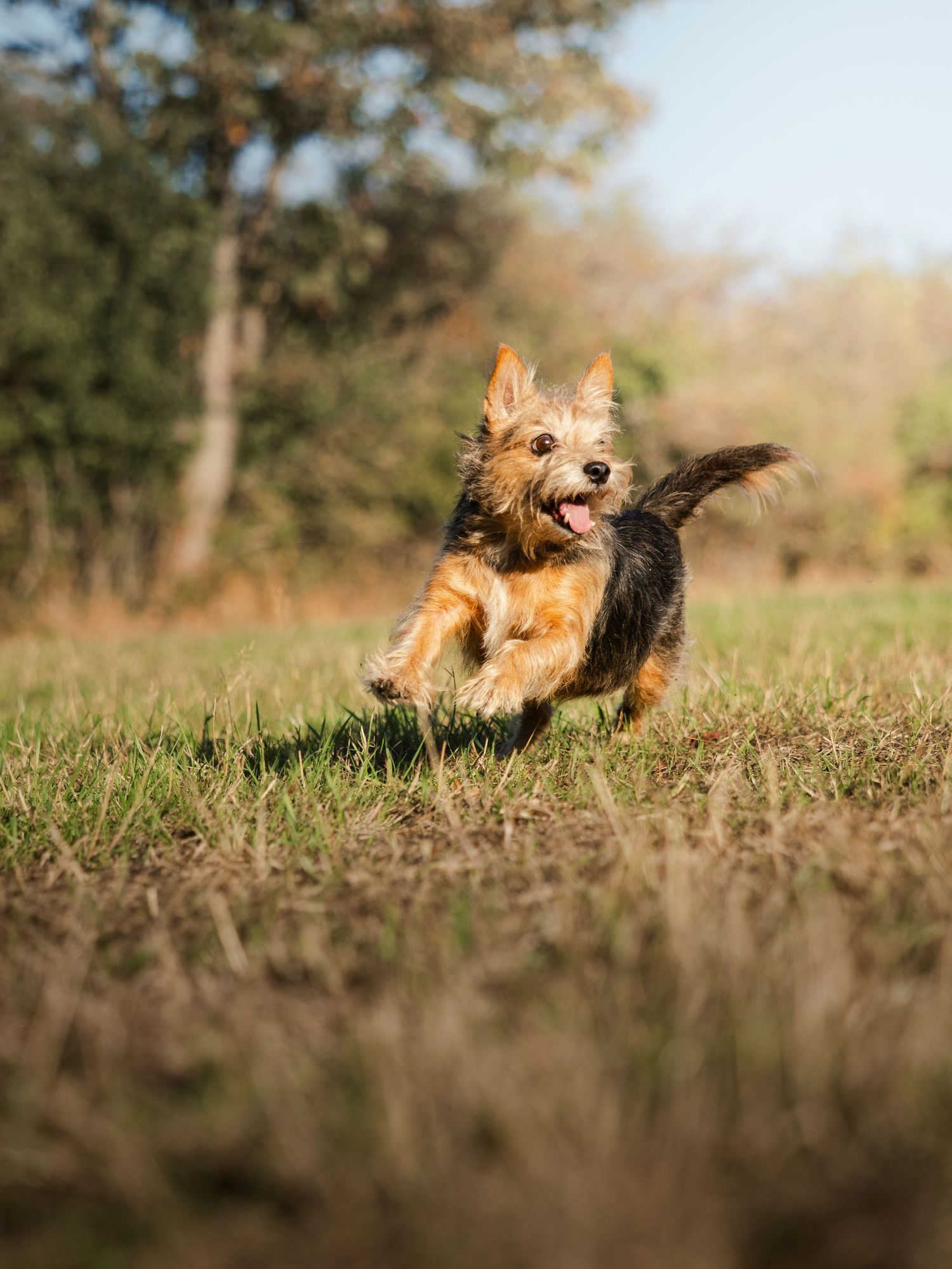 Running Terrier Mix