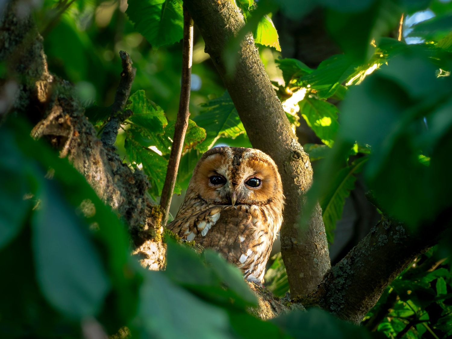 An adult tawny owl staring into the camera from it's roosting spot