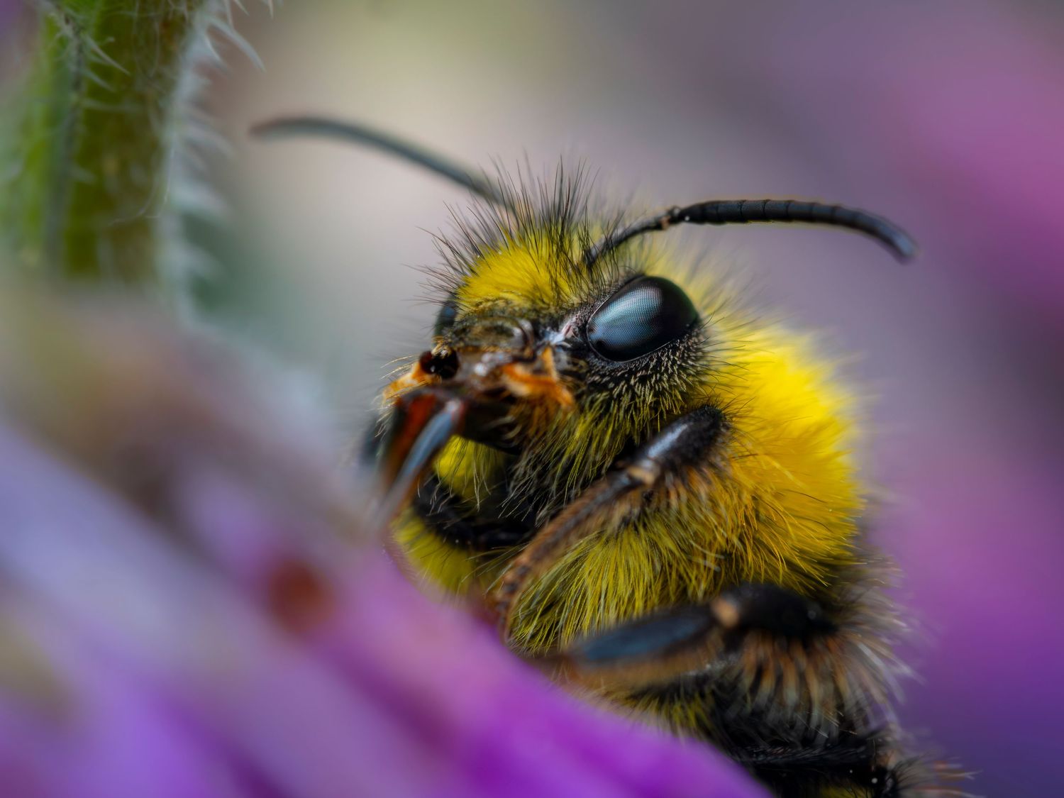 A Bee sitting on a flower