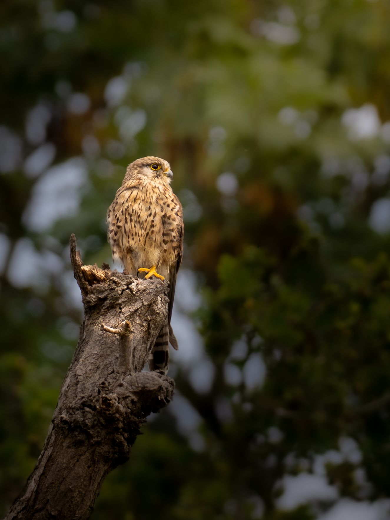 A kestrel sitting atop the main trunk of a previously fallen tree.