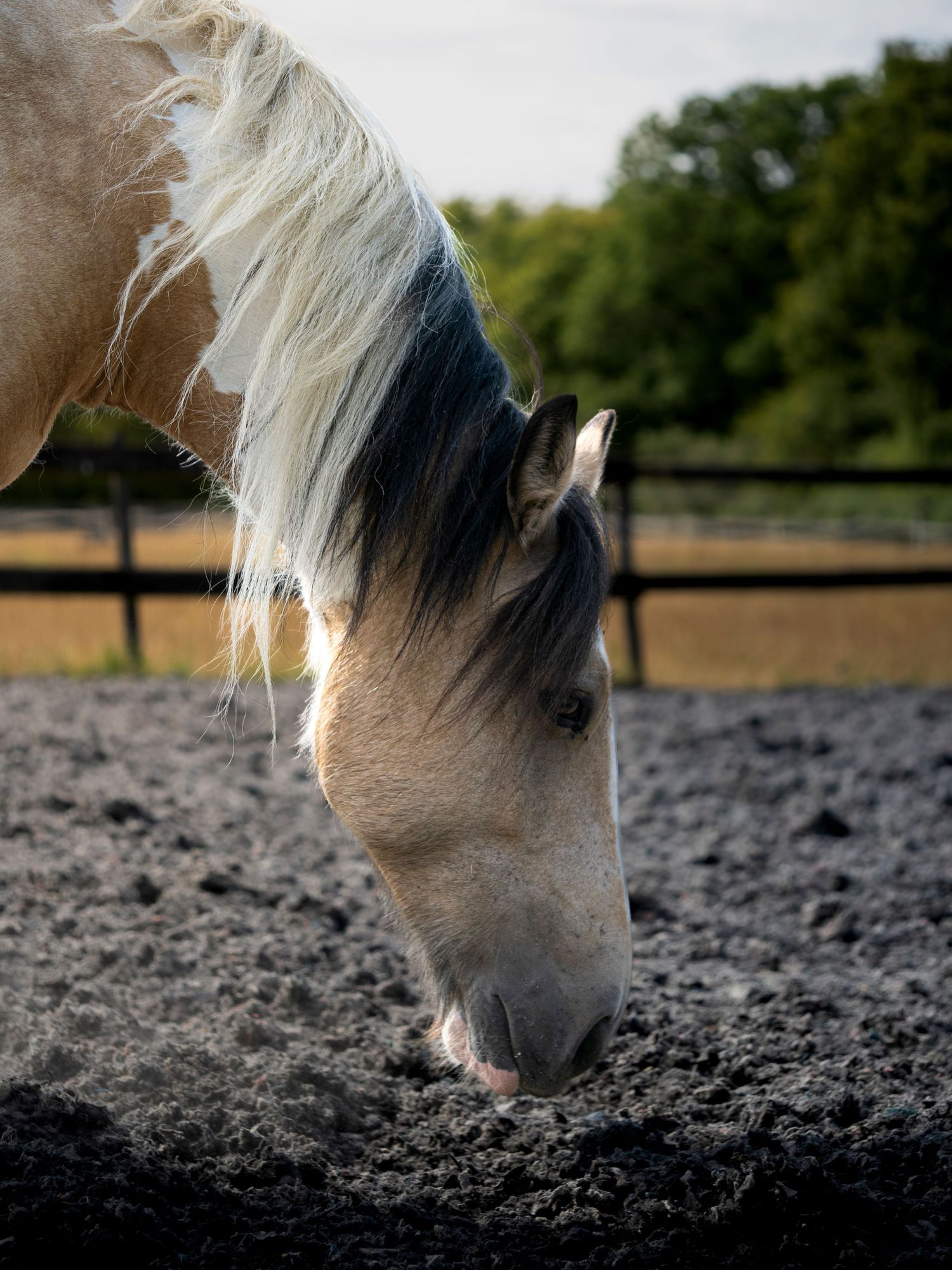 Clients Horse
