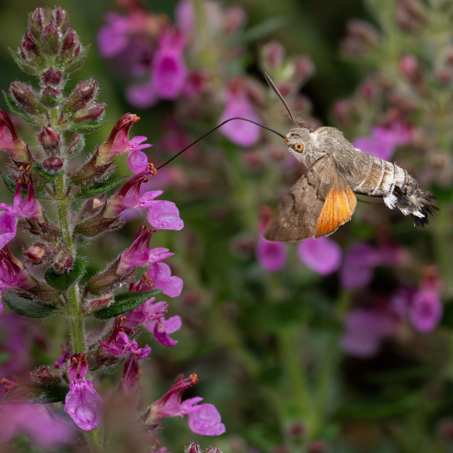 A hummingbird Hawk Moth in flight.