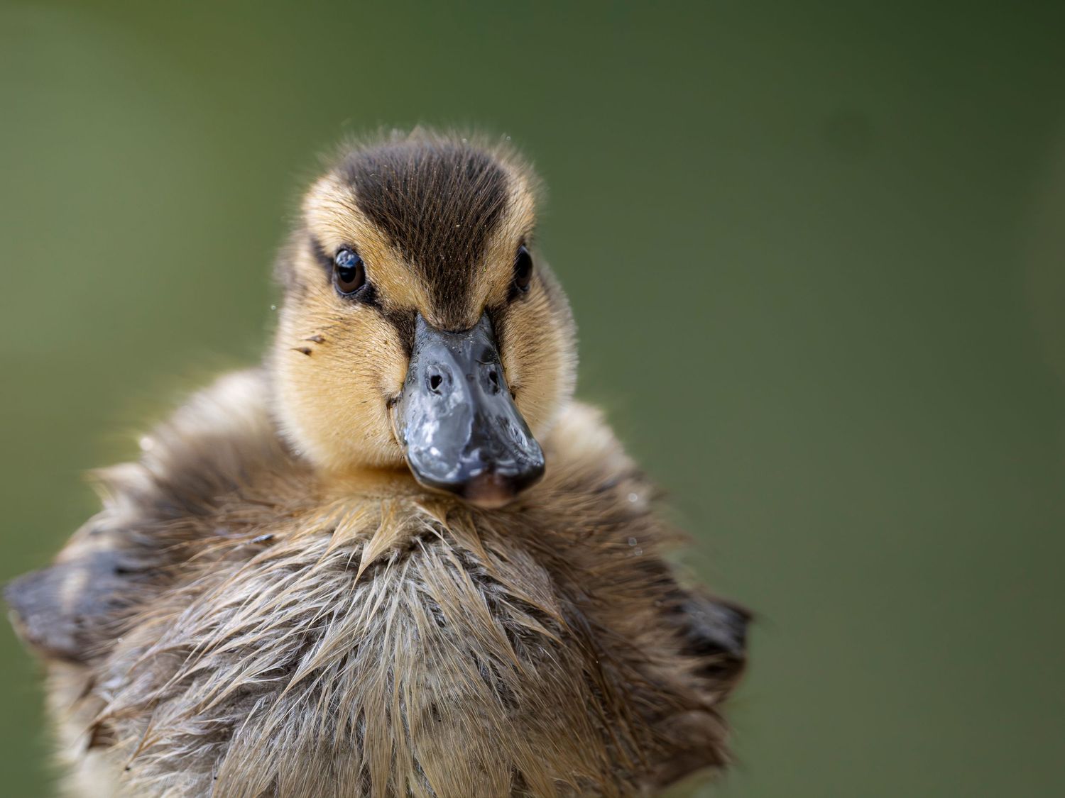 Duckling Potrait