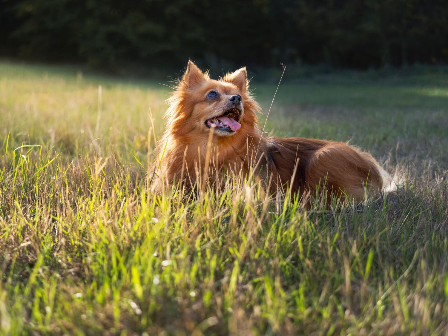 Laying Pomeranian mix