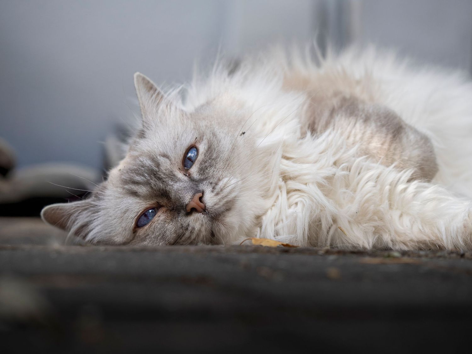 Clients Cat