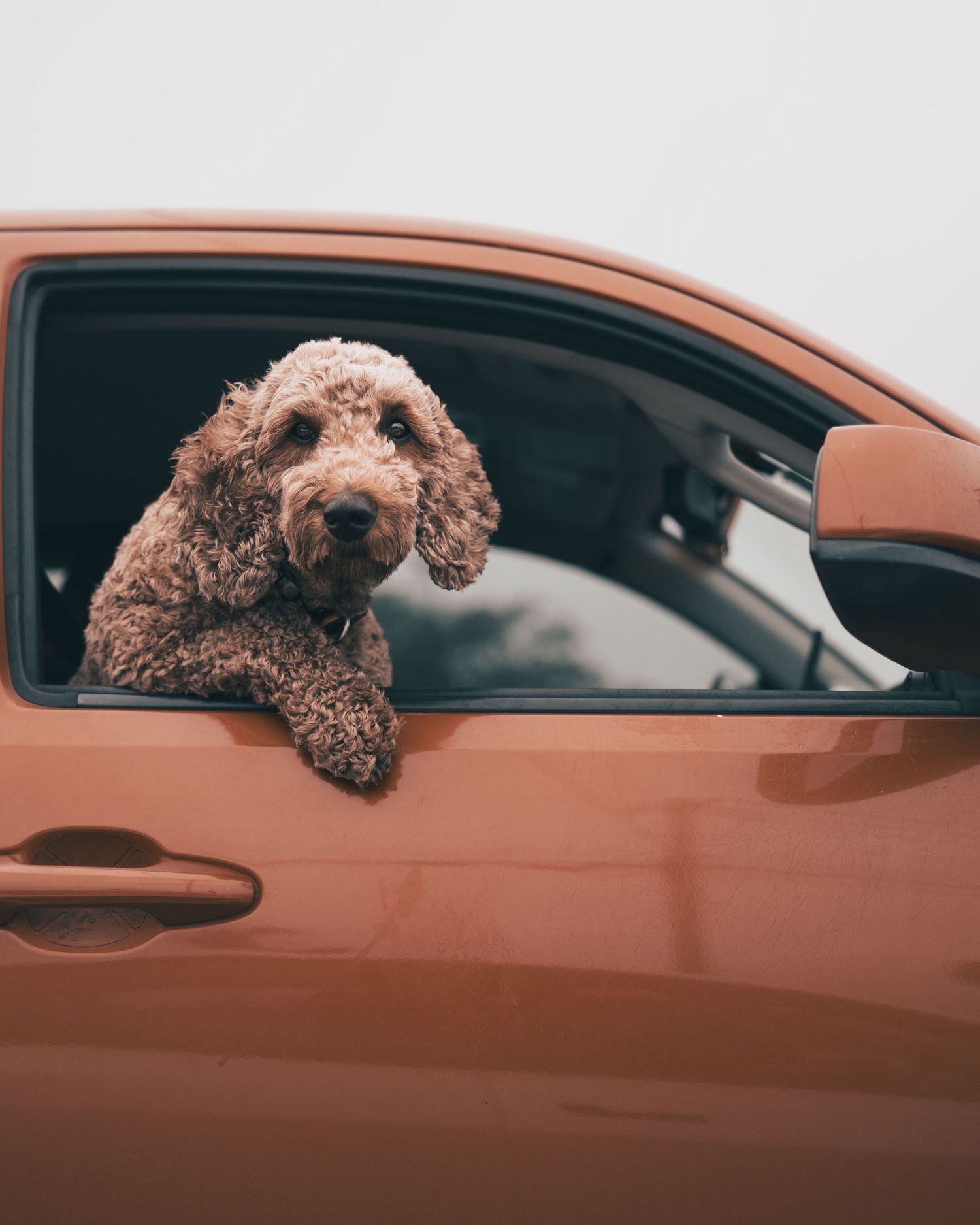 Golden doodle dog leaning out the window of an orange car in Austin, Texas