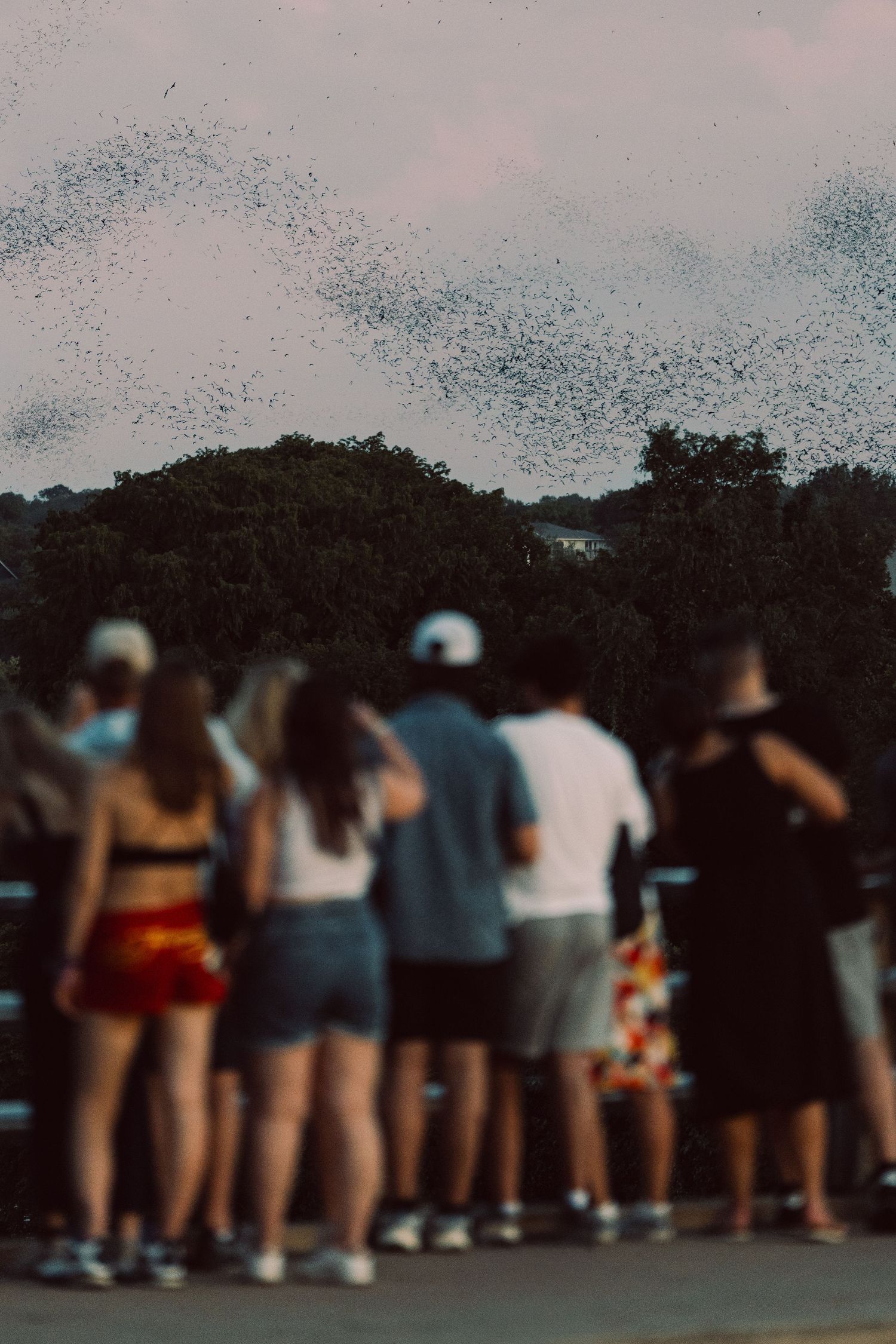 Crowd watching a cloud of bats emerge from Congress Avenue Bridge in Austin, Texas