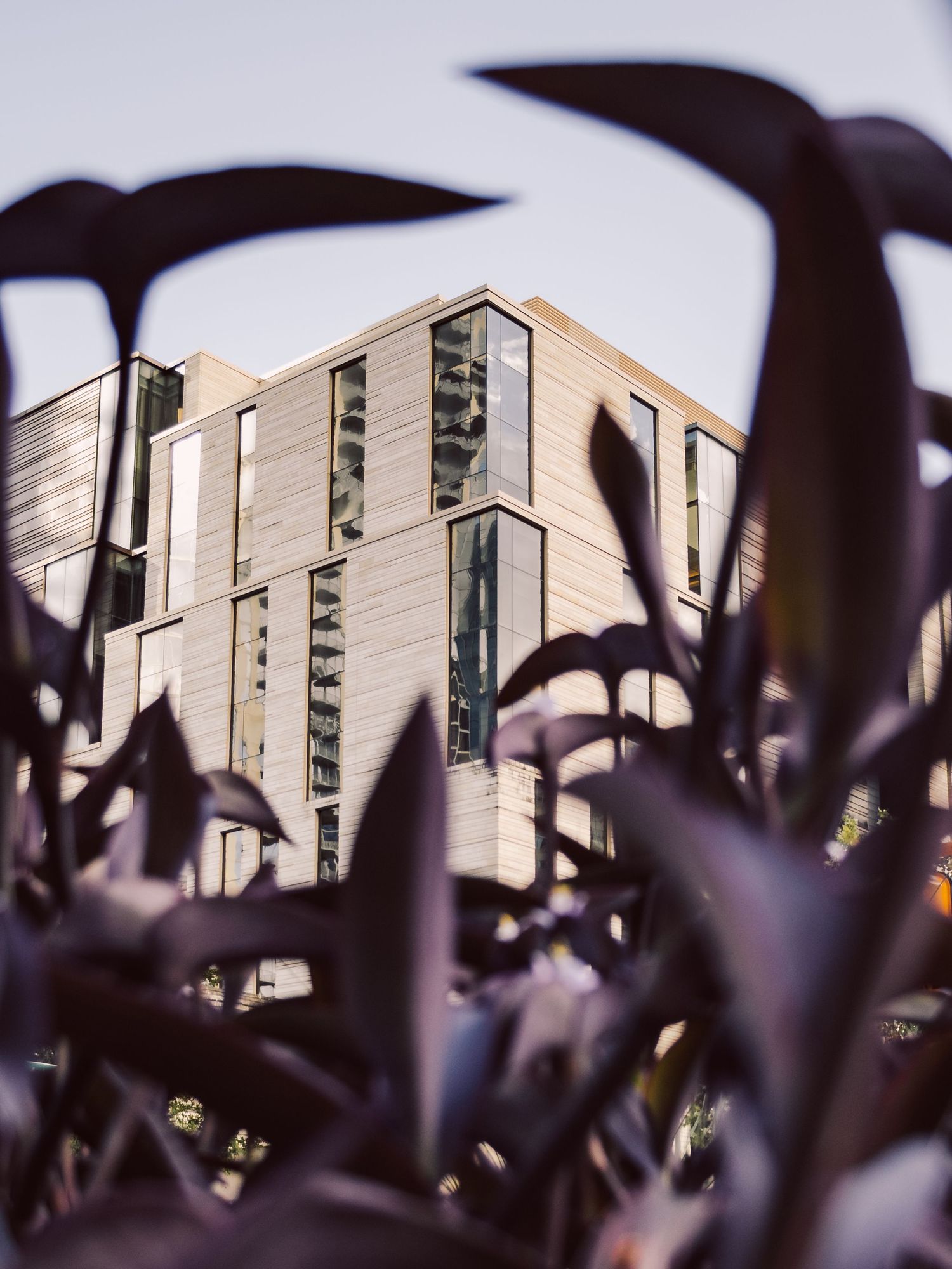 Modern Austin architecture framed through foreground foliage
