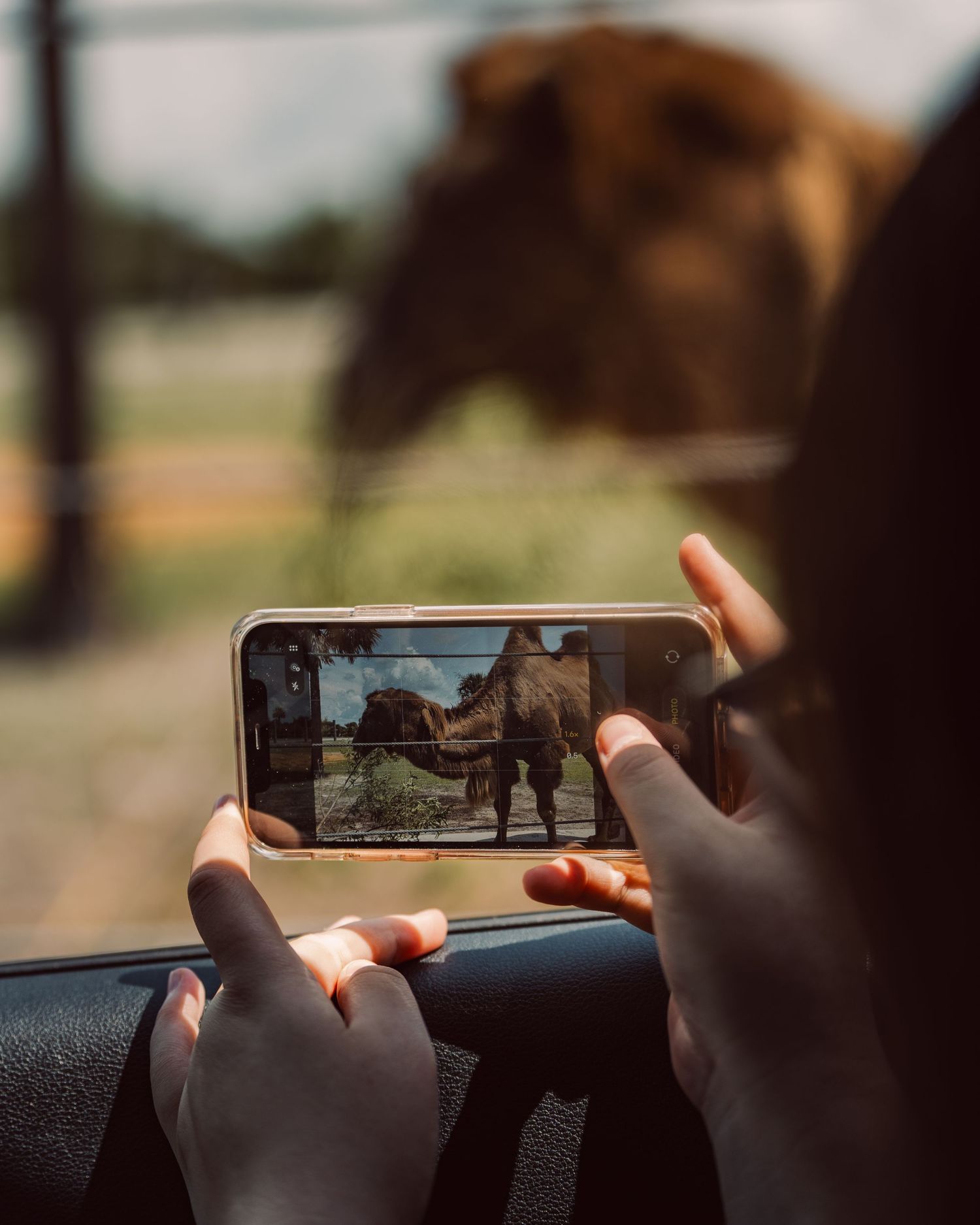 Visitor photographing wildlife during a drive-through safari in Kenansville, Florida