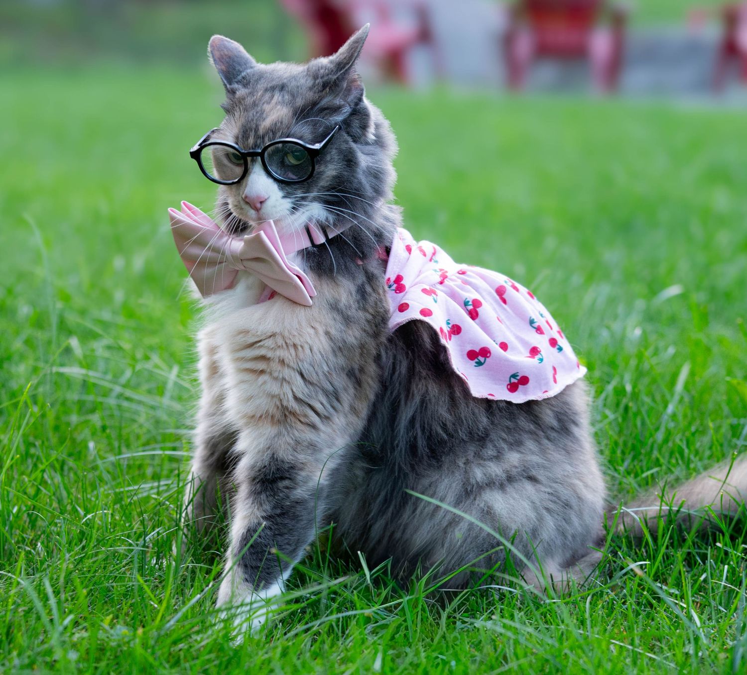 When your friend wants to do a photoshoot with her cat...you say UH YES PLEASE!