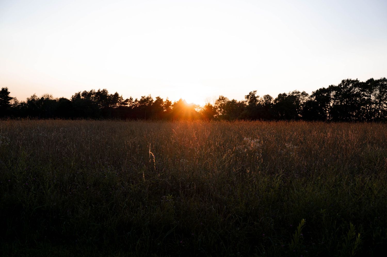Golden sunset over a grassy field with silhouetted trees on the horizon.