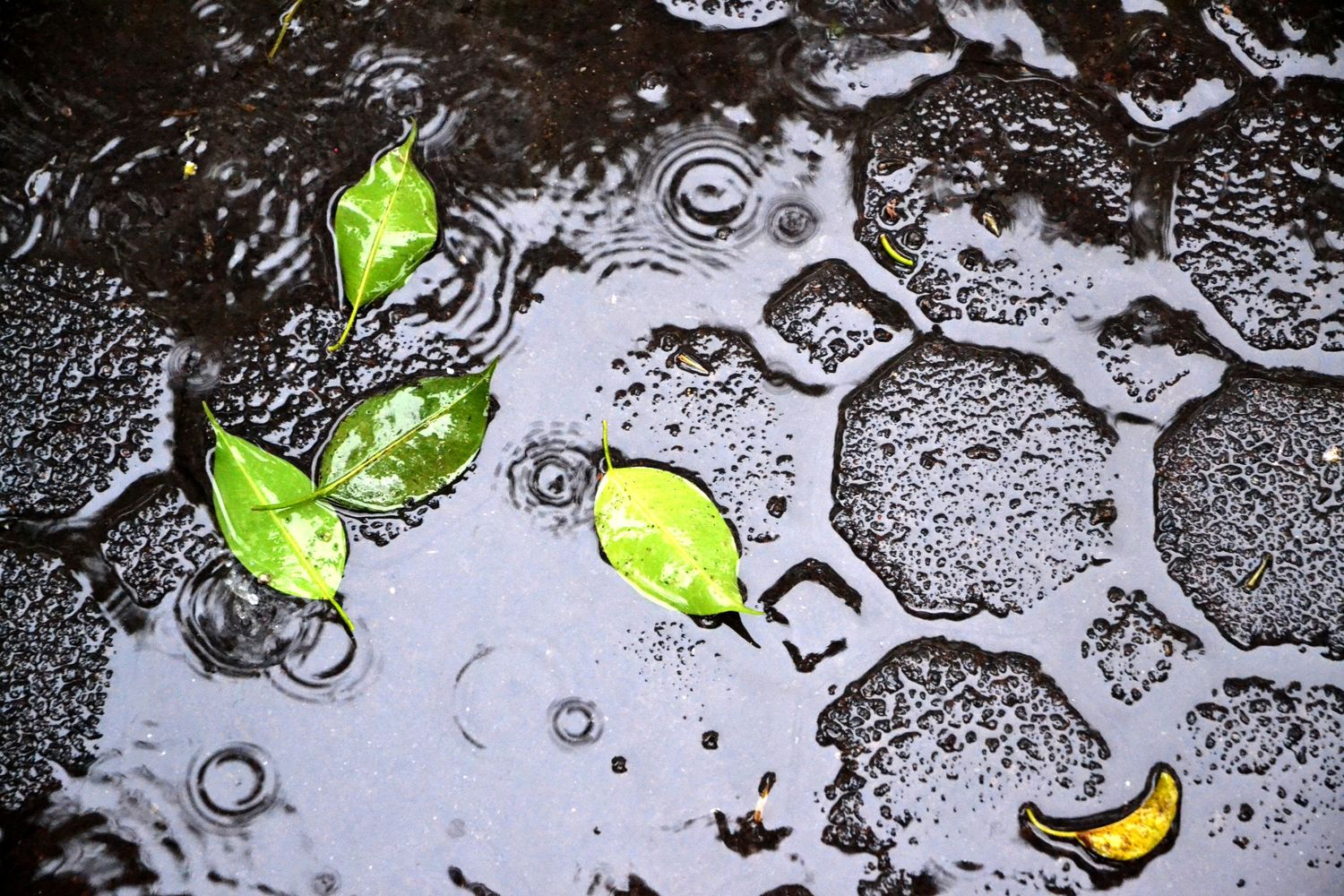 Green leaves floating in a dark rain puddle with rippling water circles during a rainy day.