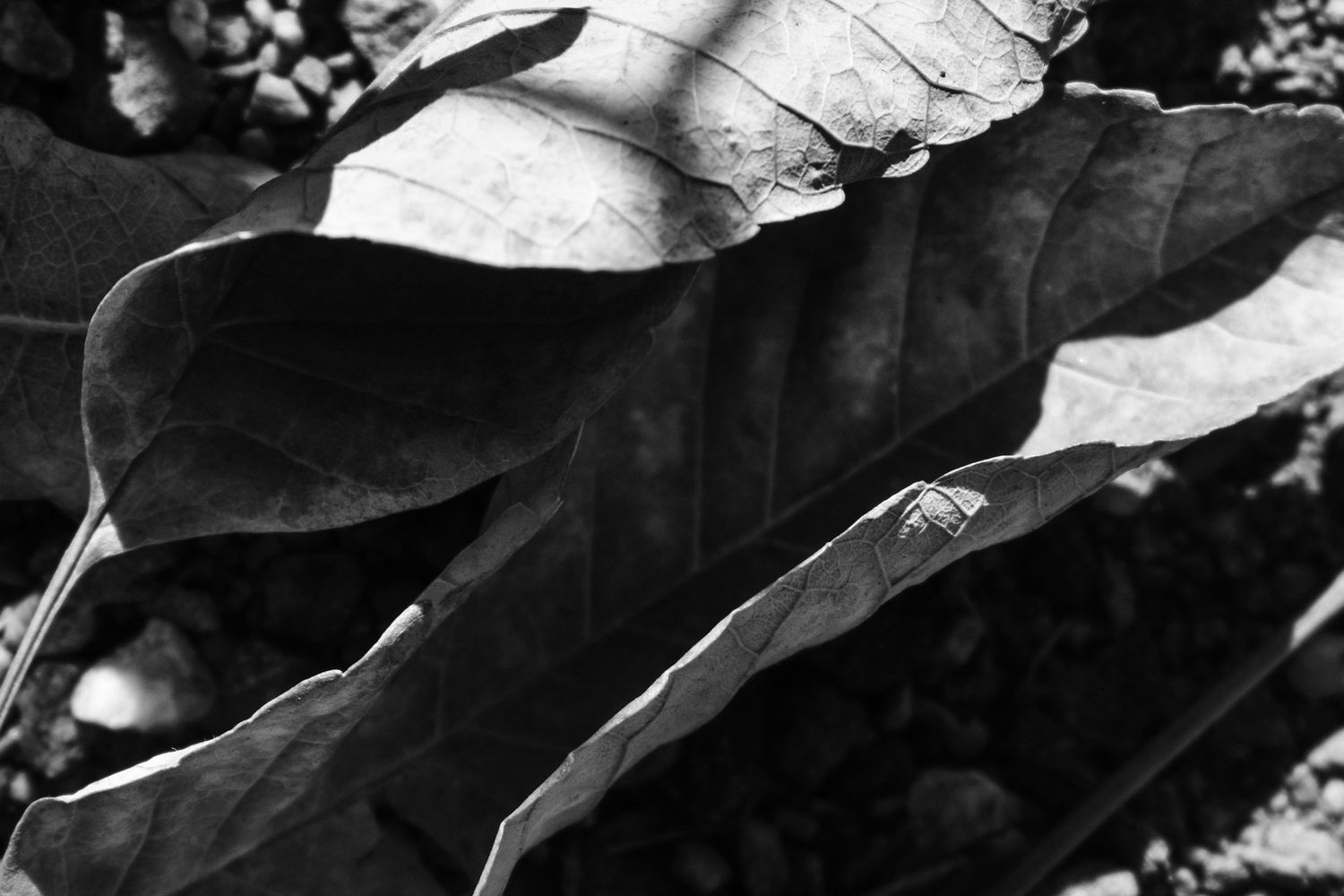 Black and white macro photo of large dried leaves with detailed textures and veins in natural light.