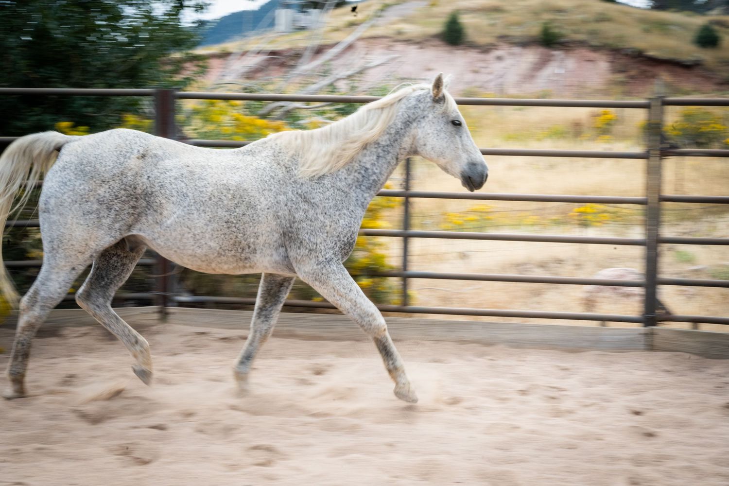 A dapple gray horse trots energetically in a sandy outdoor arena with metal fencing and colorful hills in the background.