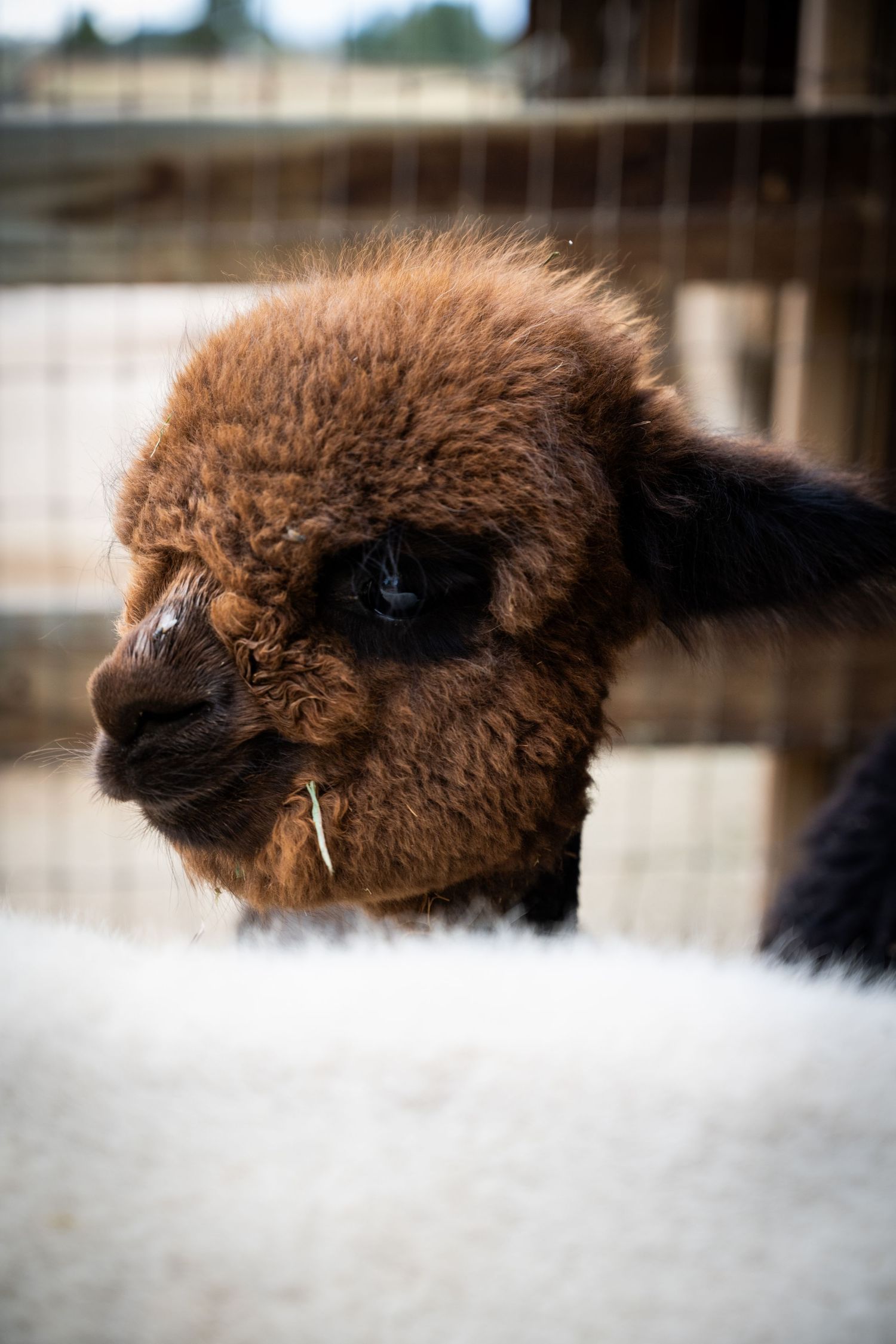 Close-up portrait of a fluffy brown alpaca with curly fur chewing hay in a farm enclosure.