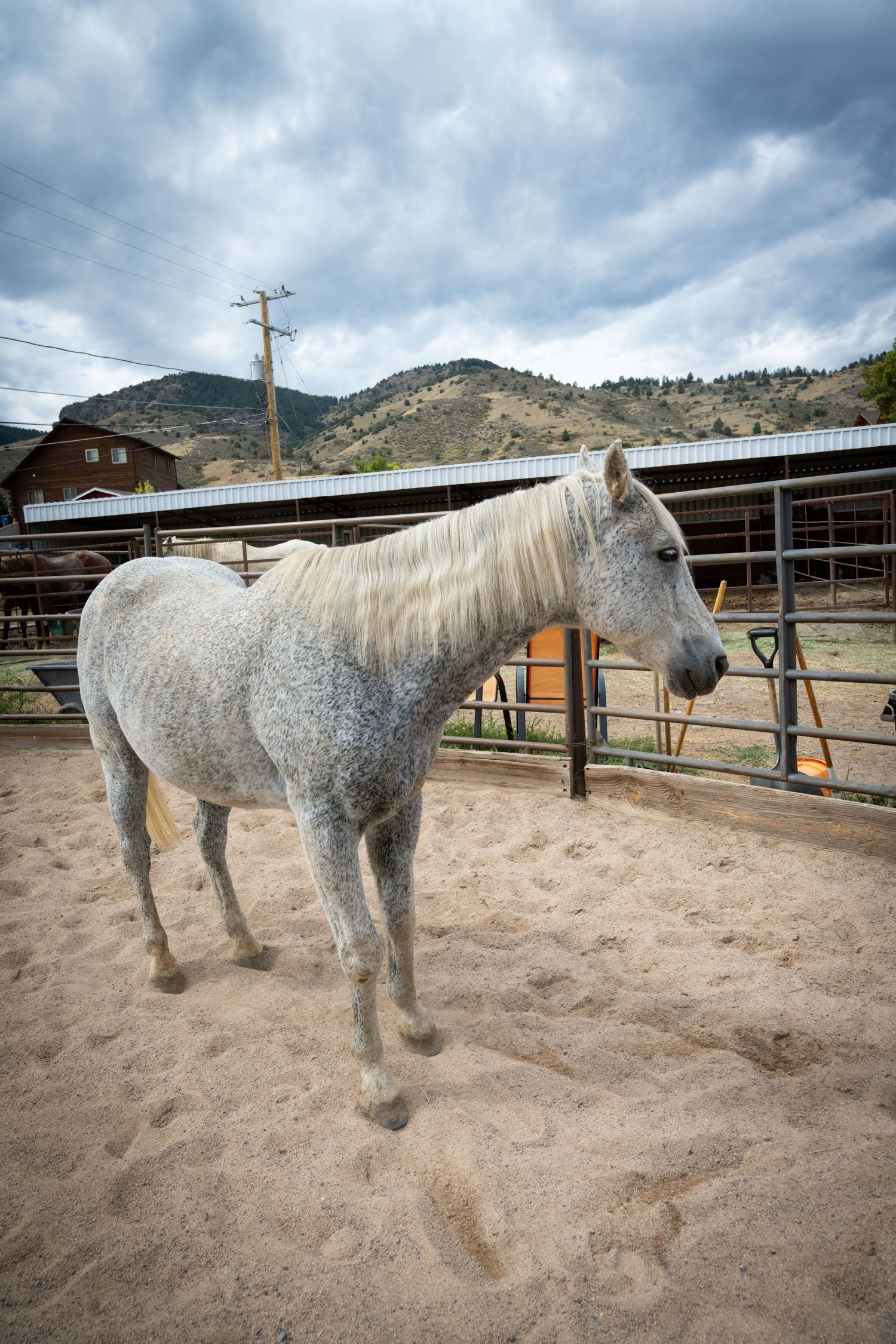 A dapple gray horse stands in a sandy corral with mountain backdrop and cloudy skies at a ranch.