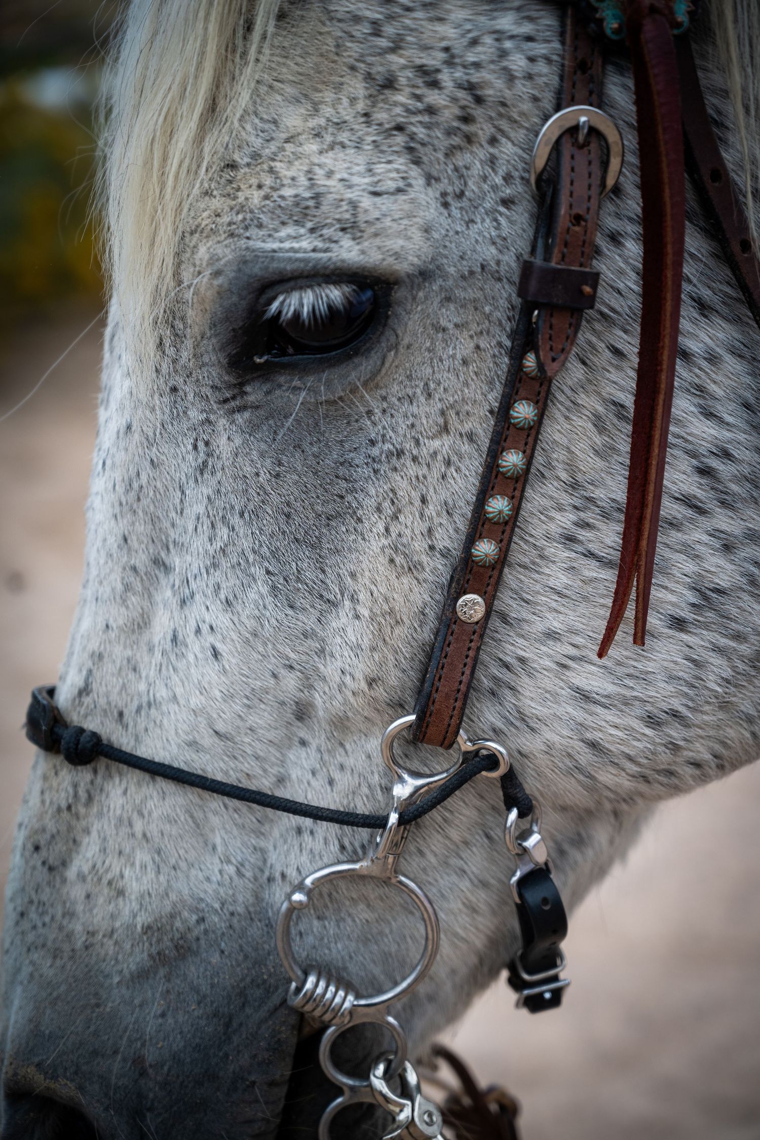 Close-up of a dapple gray horse wearing a decorative turquoise-studded leather bridle and bit.