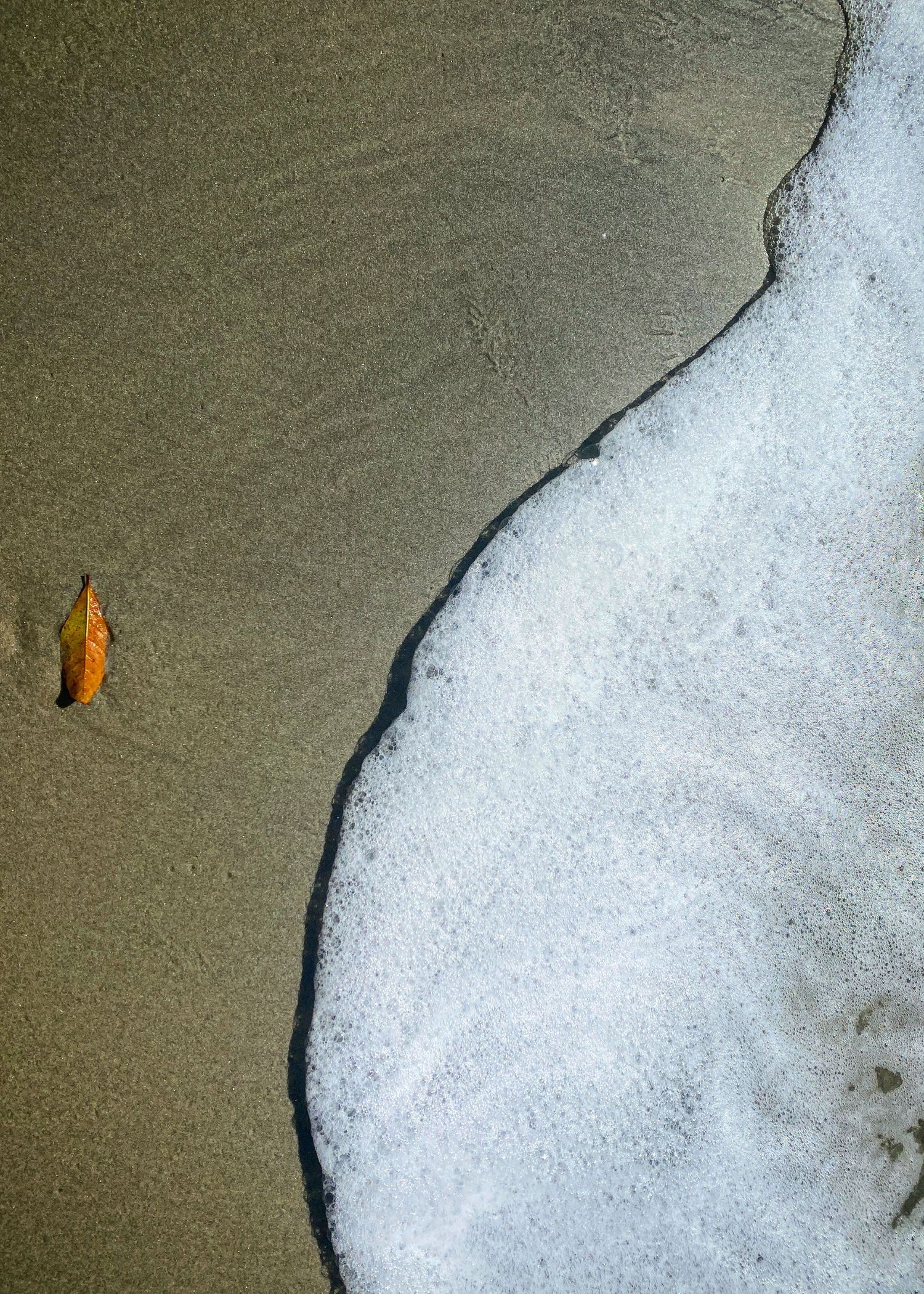 A lone autumn leaf rests on wet sandy beach as a white foamy ocean wave approaches the shore.