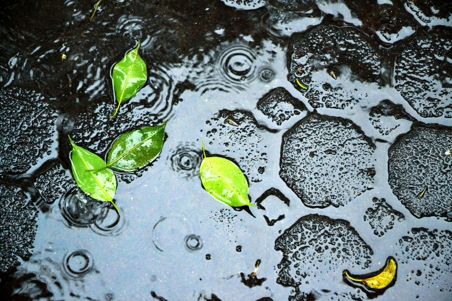 Green leaves floating in a dark rain puddle with rippling water circles creating a serene wet weather scene.