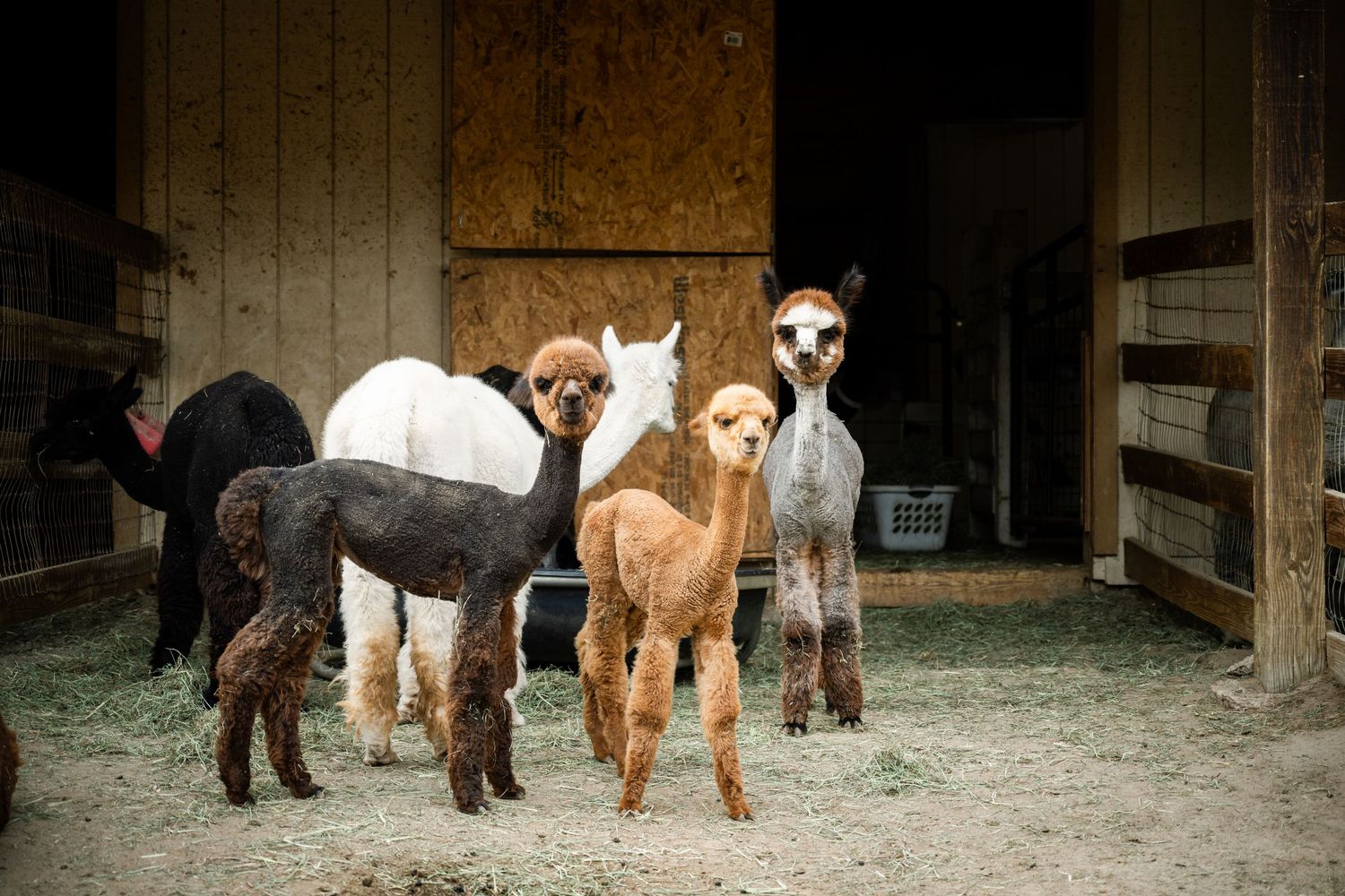 Four alpacas of various colors stand outside a barn on a hay-covered ground at a farm.