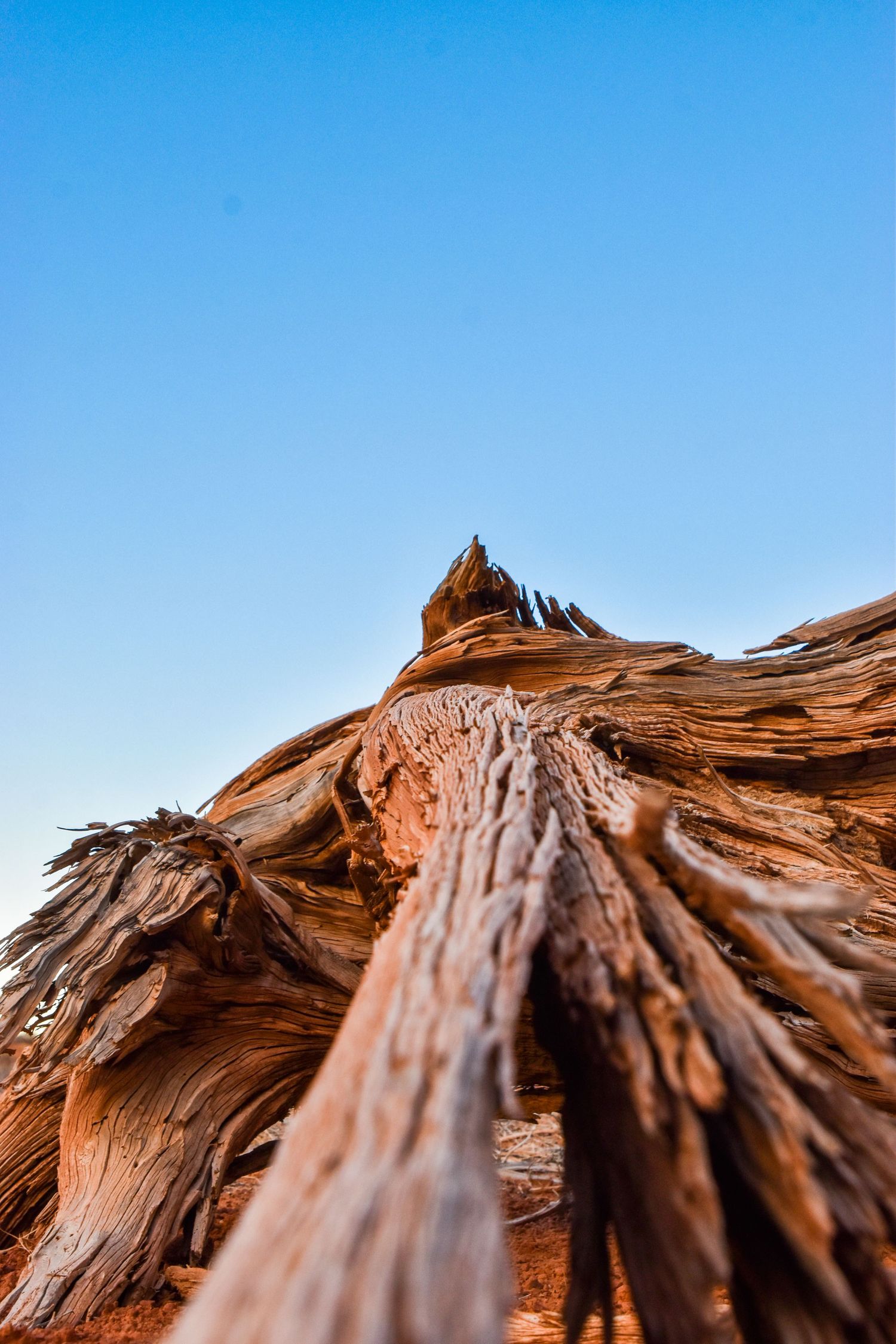 Close-up view looking up a weathered driftwood trunk against a clear blue sky in an arid desert landscape.
