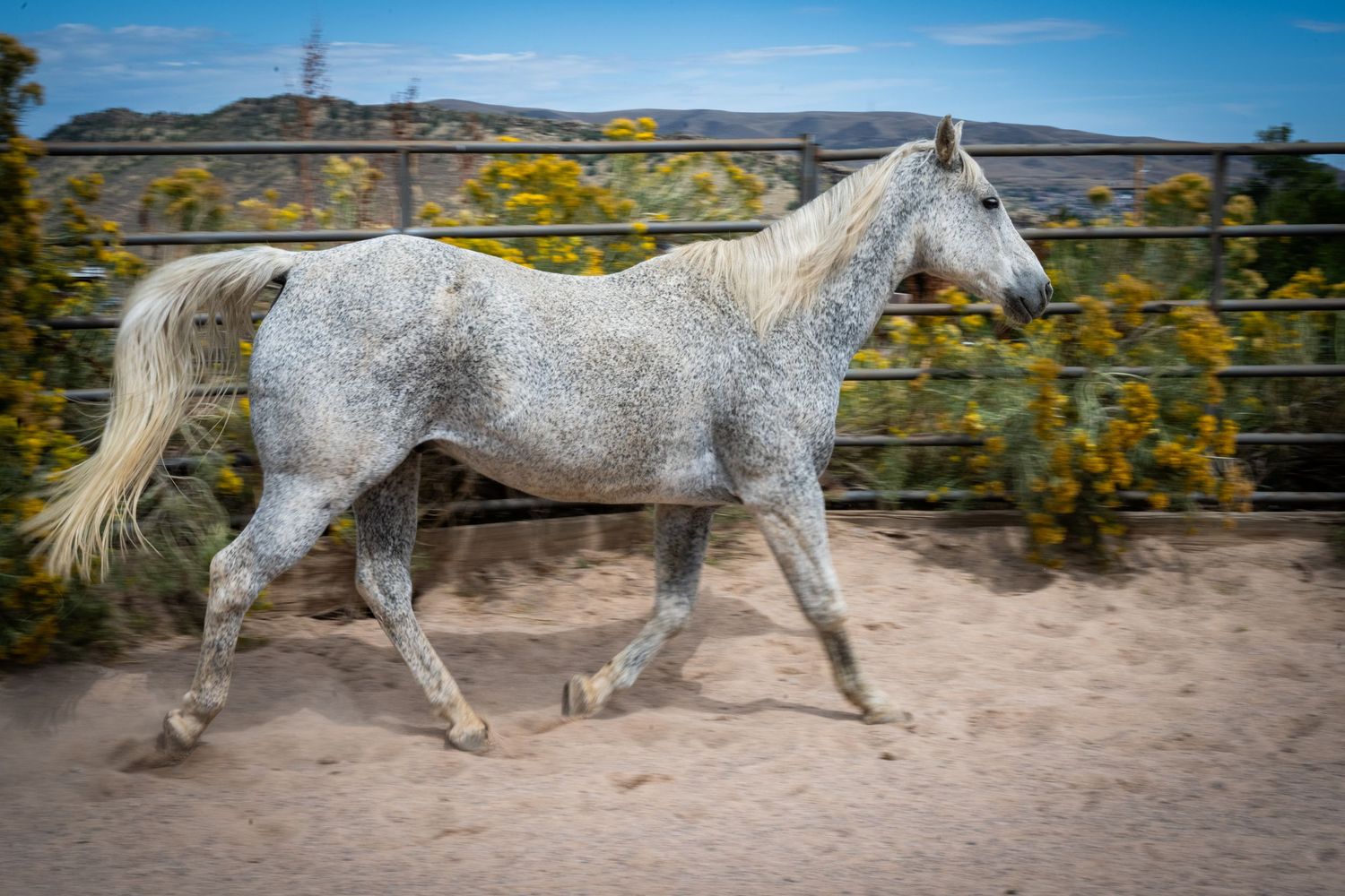 A dapple grey horse trots gracefully in a sandy arena with yellow flowering shrubs and green hills in the background.