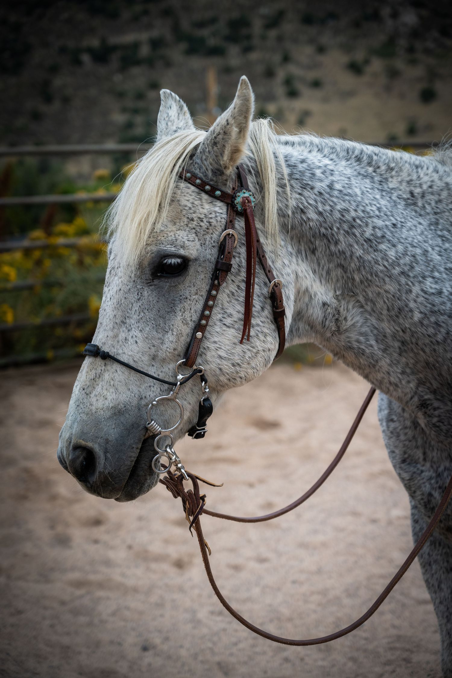 Close-up portrait of a dapple gray horse wearing a brown leather bridle with turquoise accents in a sandy arena.