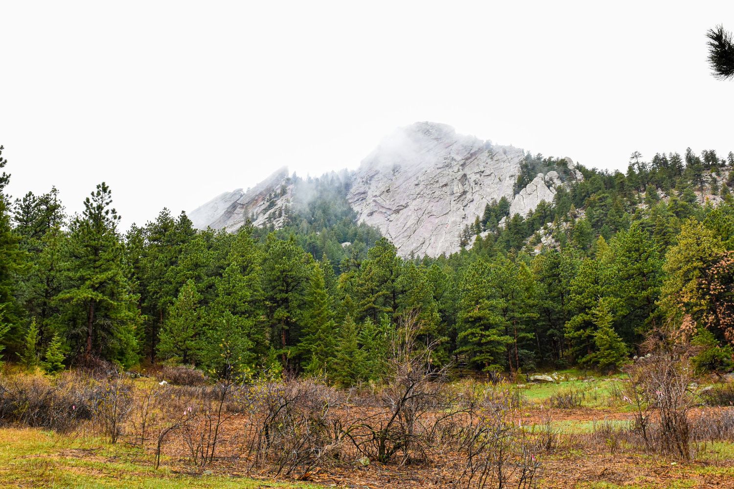 Misty rocky mountain peak rises above dense green pine forest with autumn shrubs in foreground.